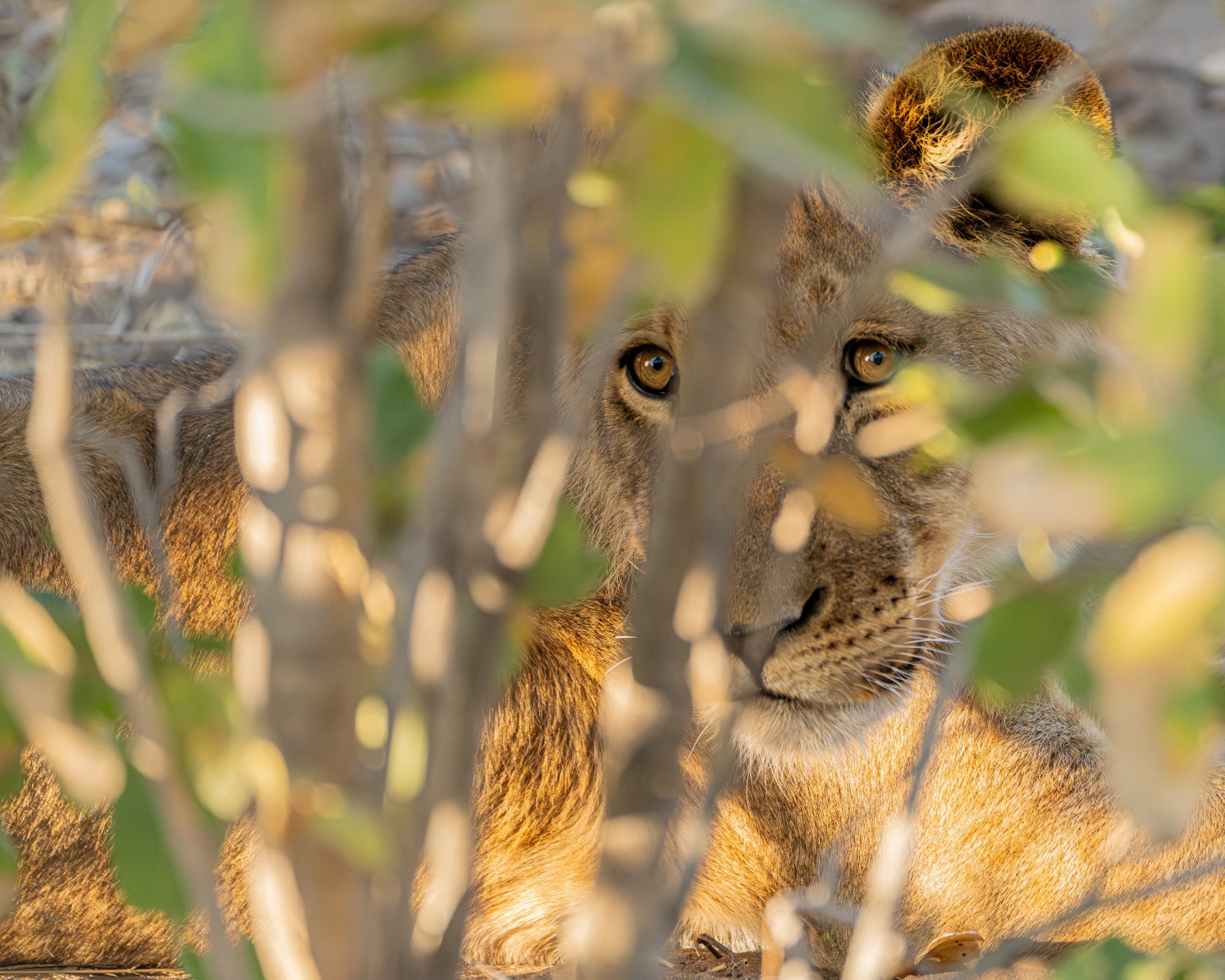 Lion in the bush-1.JPG