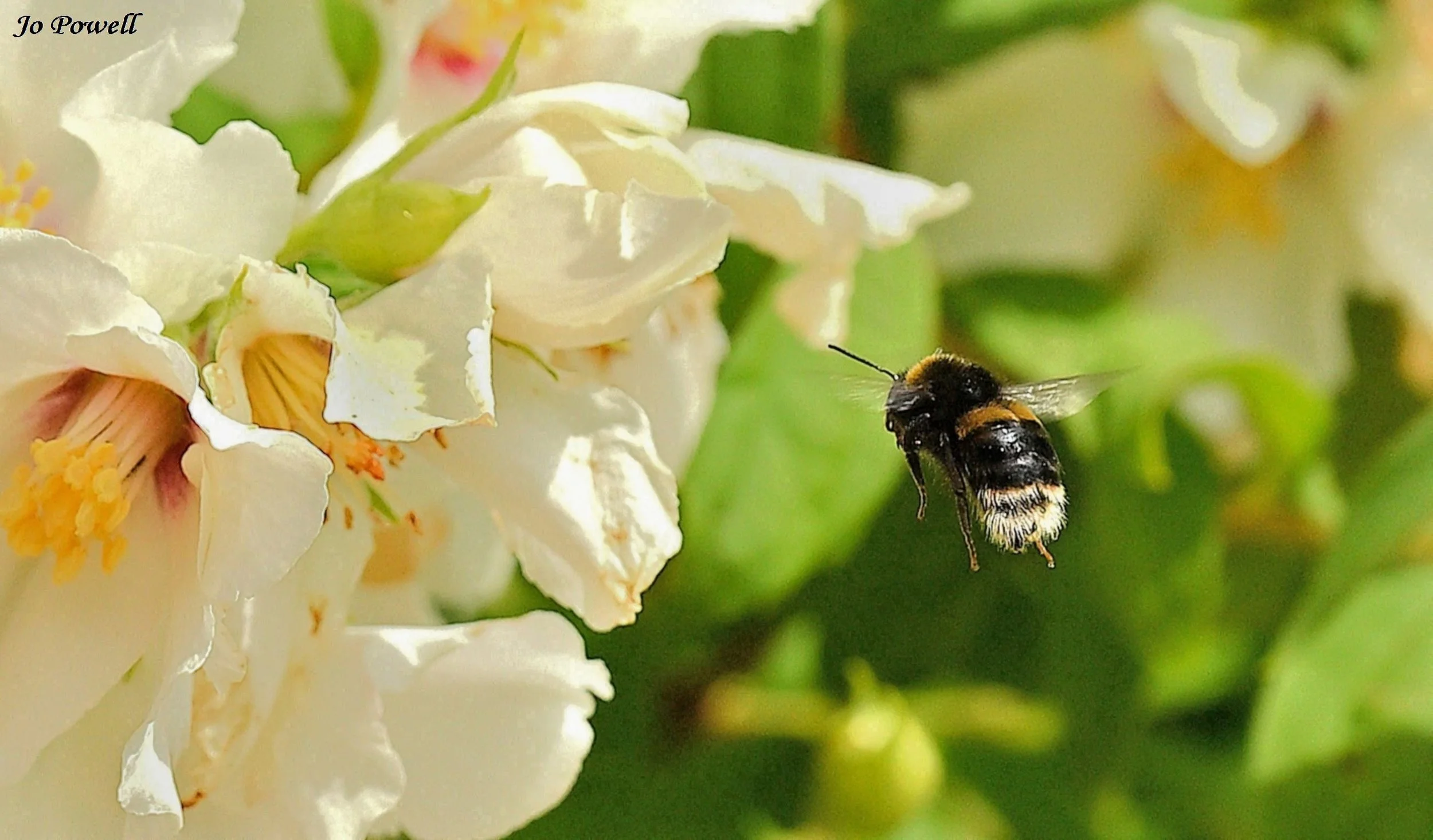 10. Bee in flight.JPG