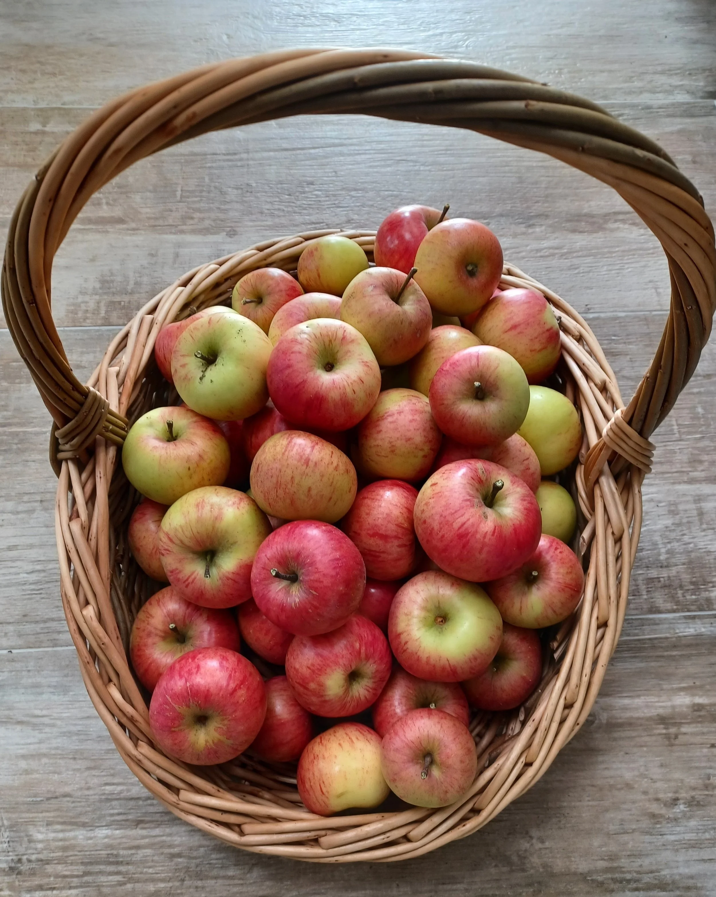 WP_Apple harvest.jpg
