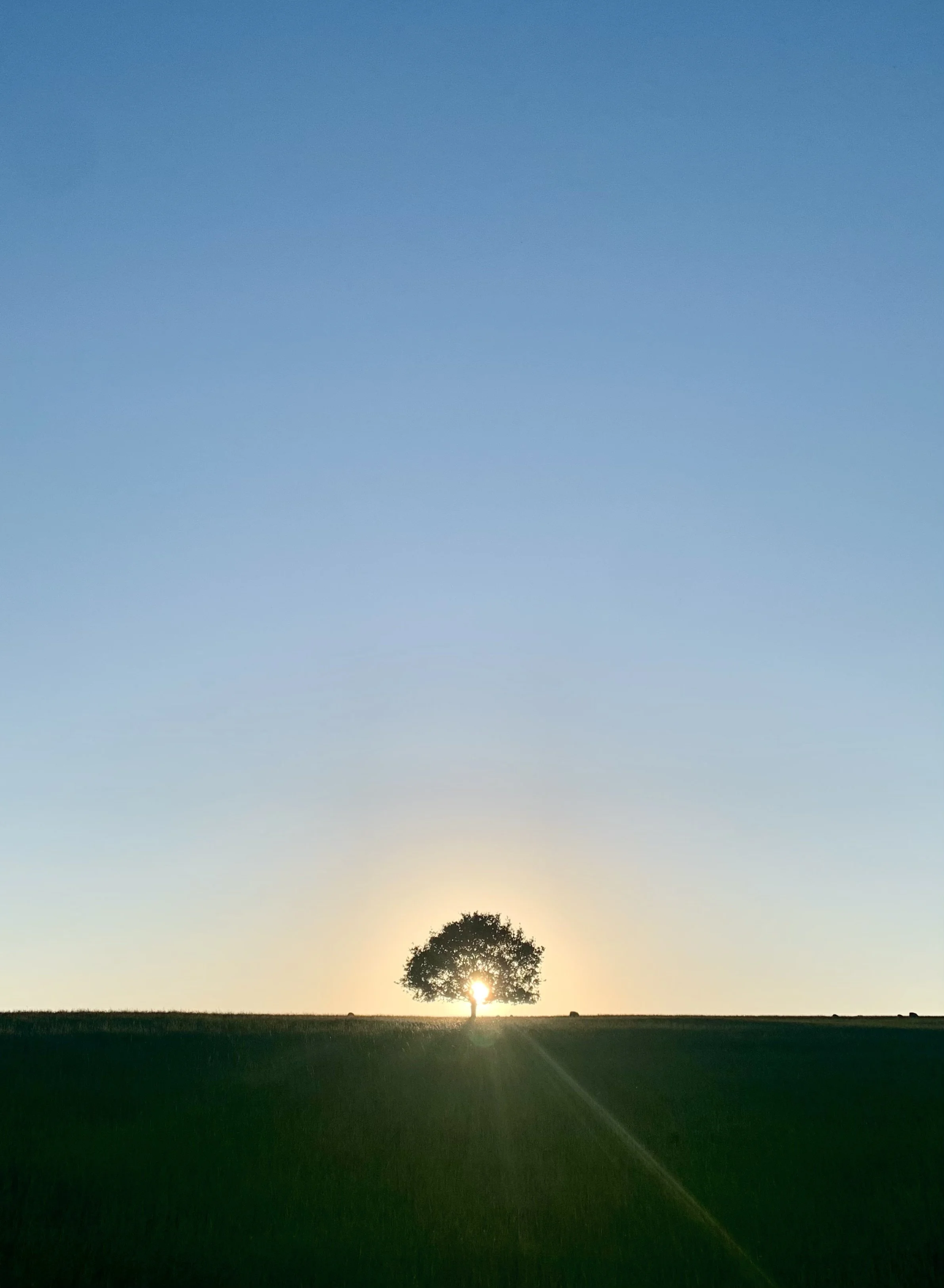 tree 3.jpg