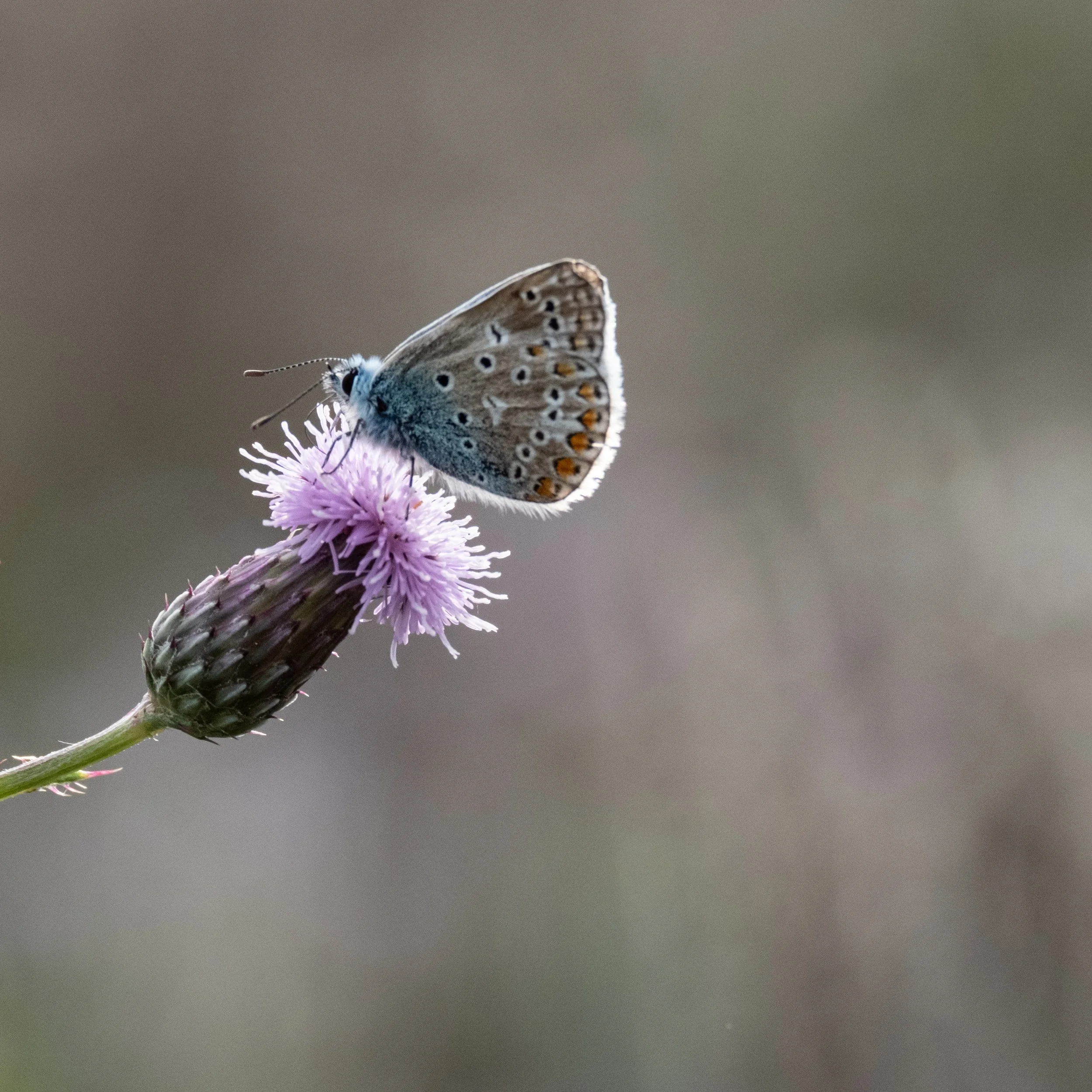HDcommon blue.jpg