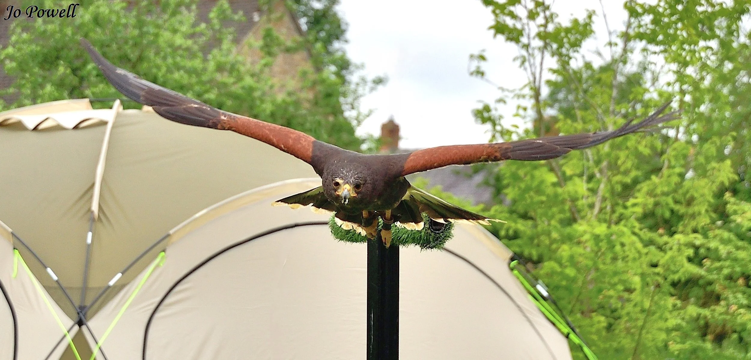 8. Harris's Hawk.JPG