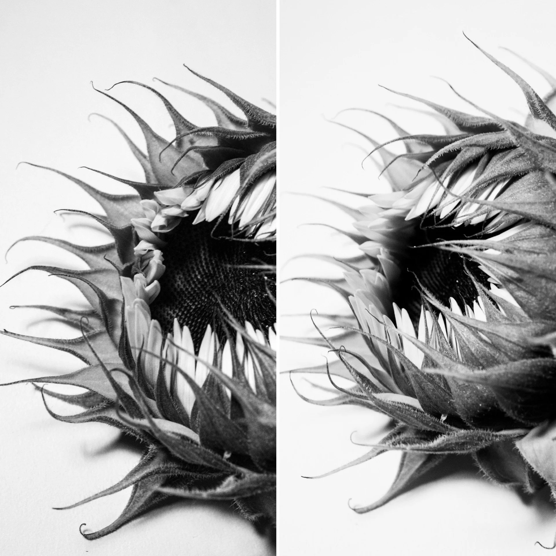 Double sunflowers.jpg