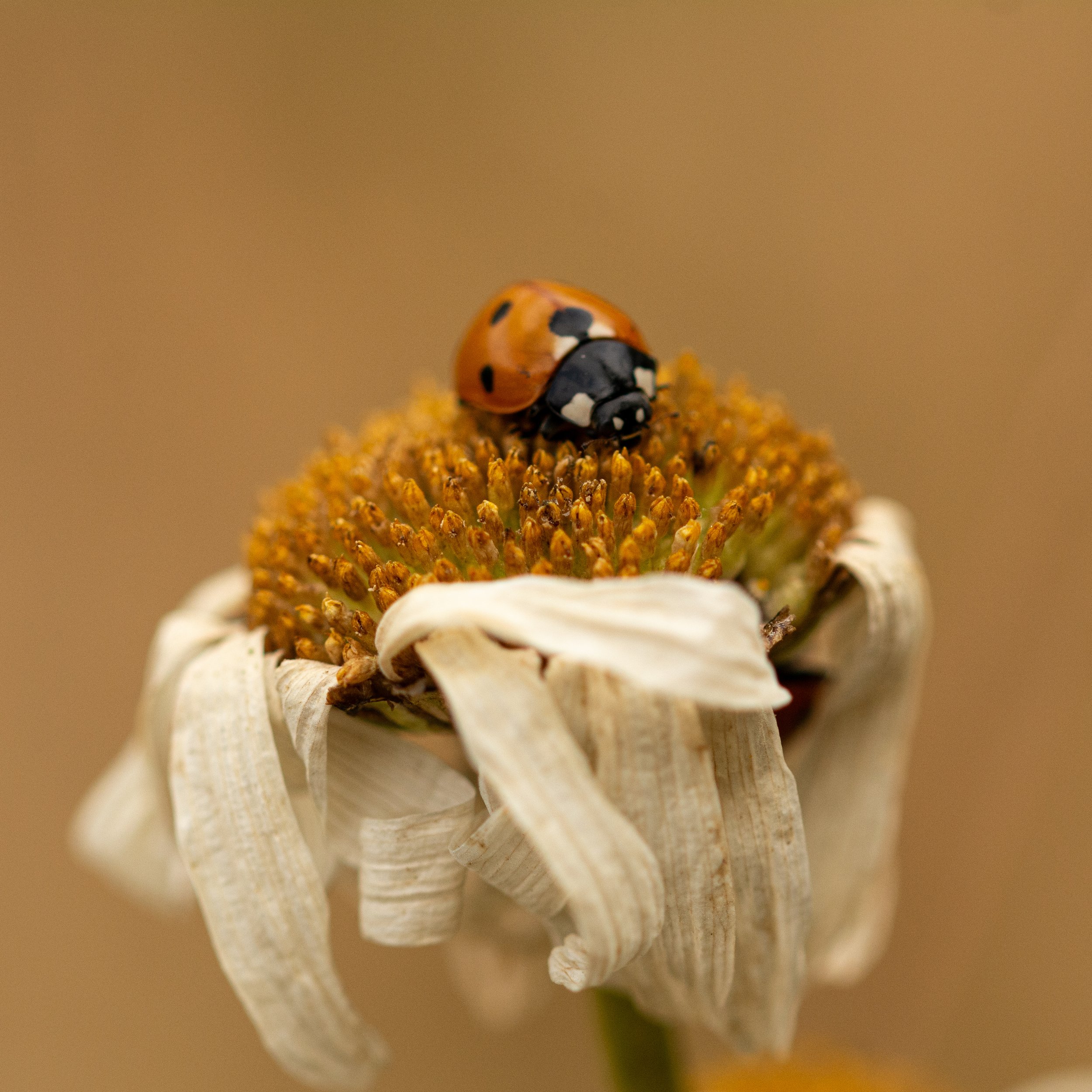 HD actually used a tripod.jpg