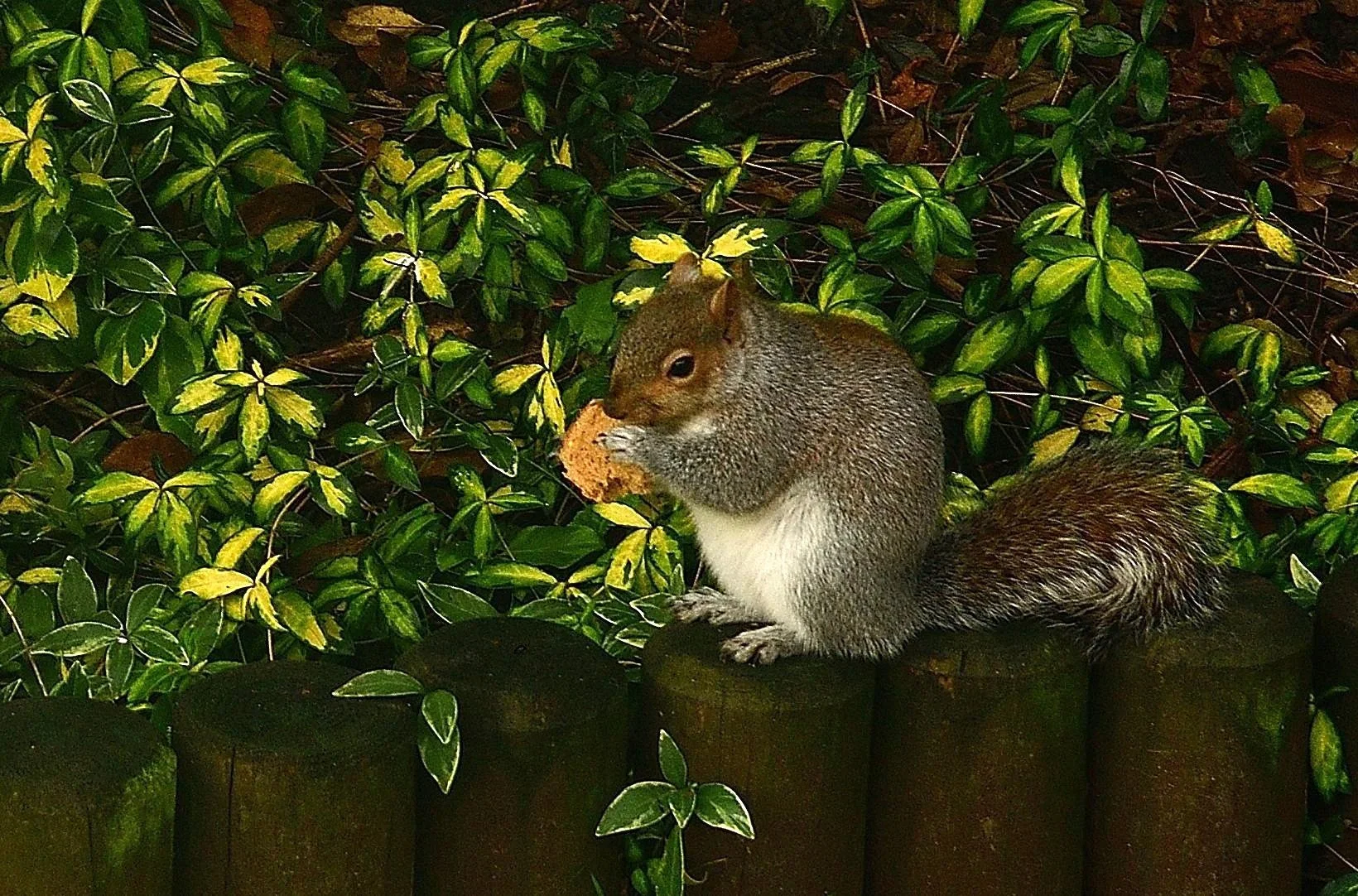 Jo. A morsel of bread.JPG