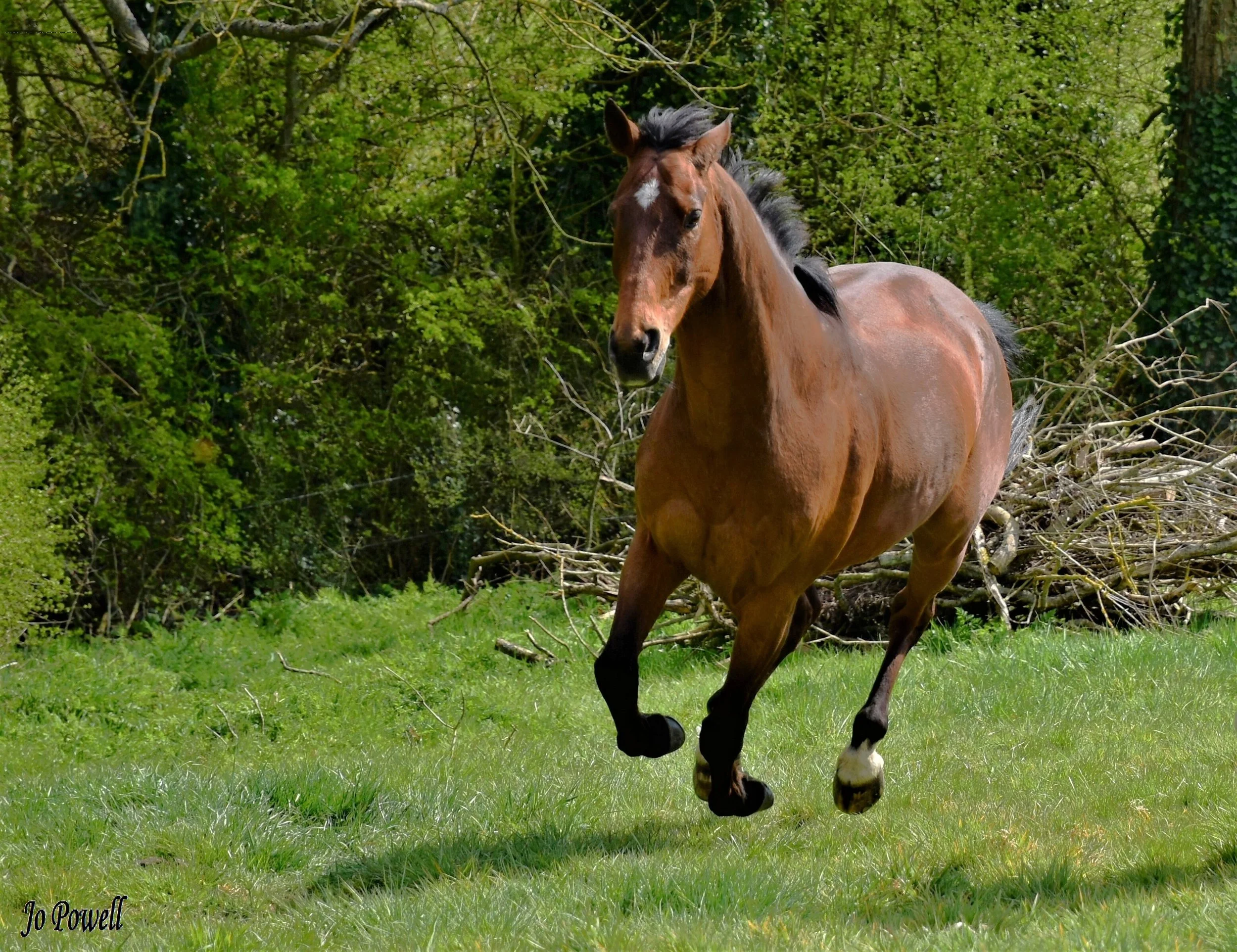 6. Boy at  canter.jpg