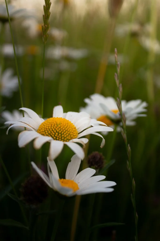 Oxeye Daisy.jpg