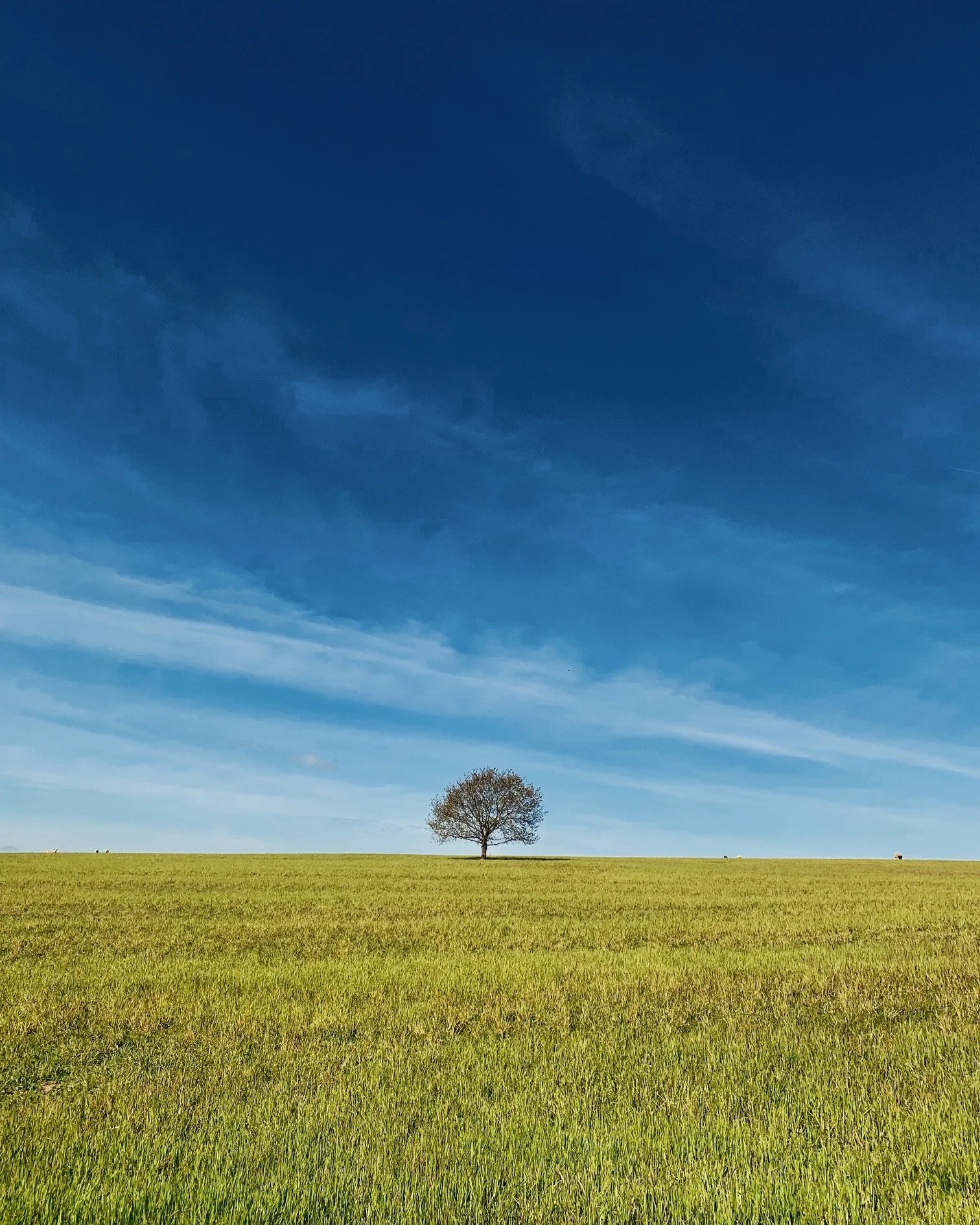 tree 1.jpg