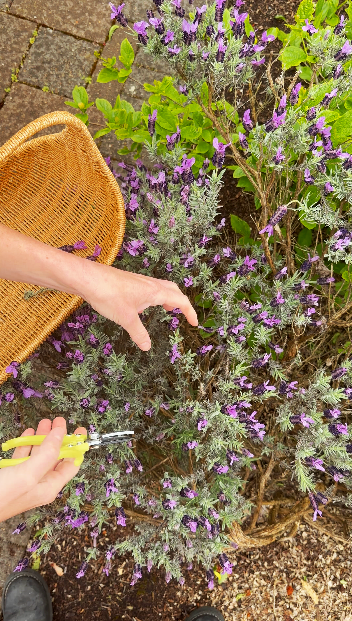 Person pruning a lavender bush with yellow pruning shears in a garden, with a wicker basket nearby.