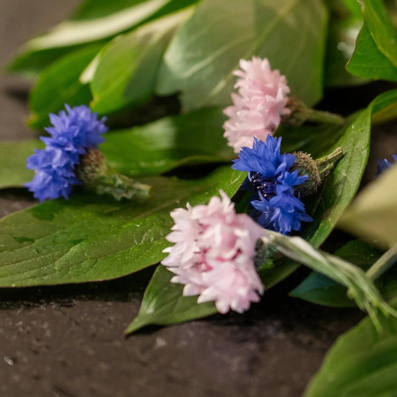 Close-up of small pink and blue flowers surrounded by green leaves on dark soil
