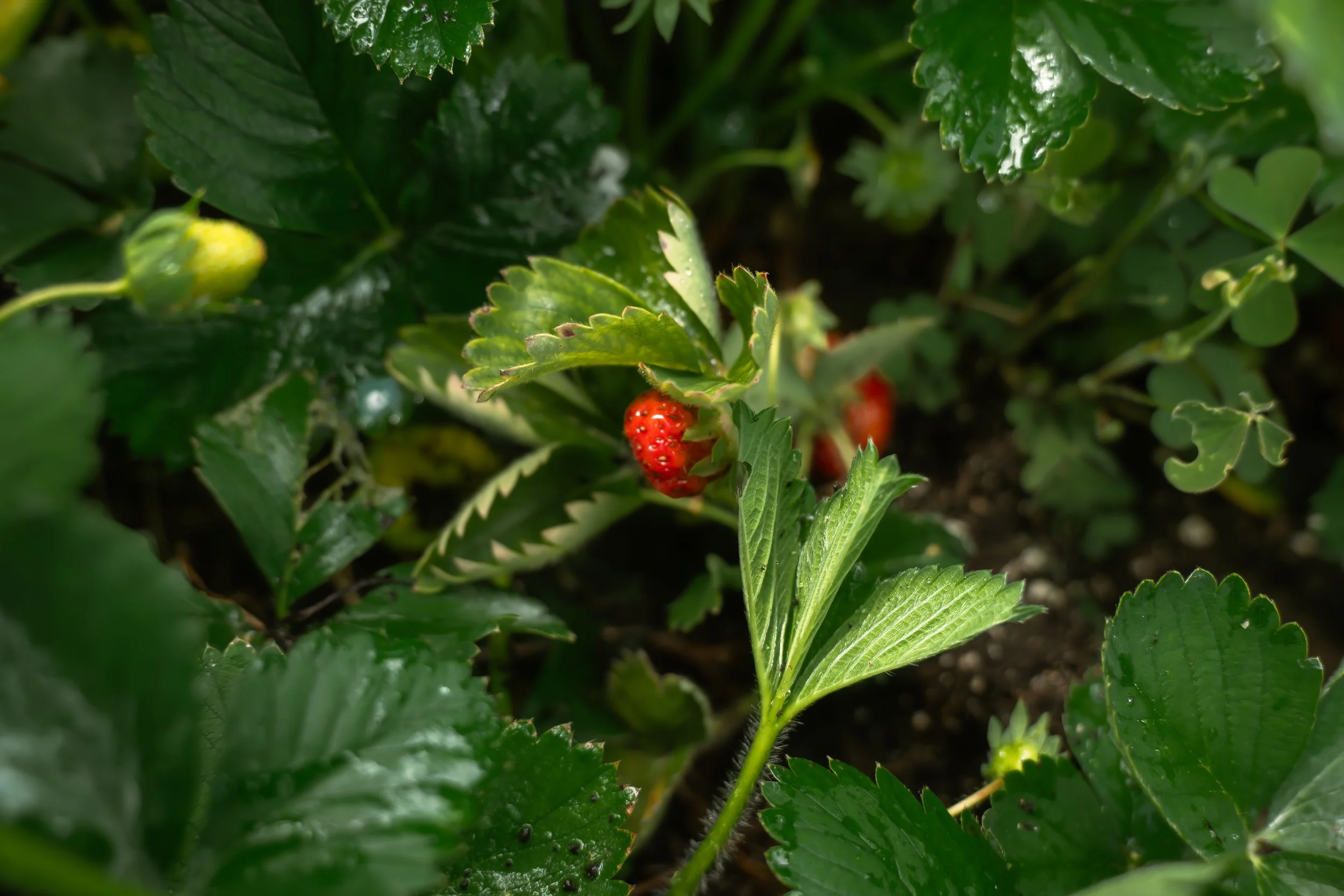 Close-up of strawberry plants, showing green leaves, a red ripe strawberry, and unripe green strawberries.