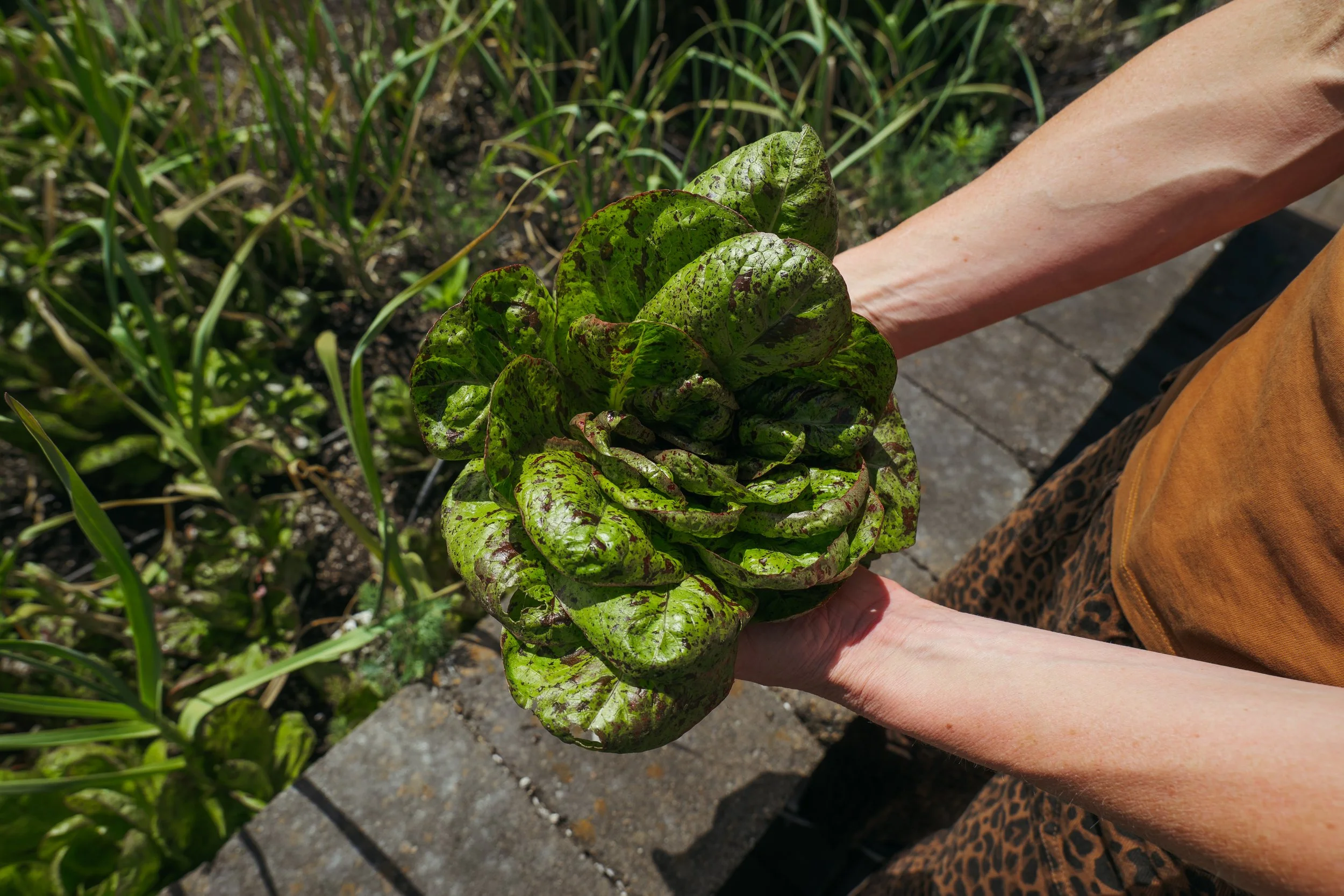 Person holding a bunch of green, leafy lettuce outdoors on a sunny day.