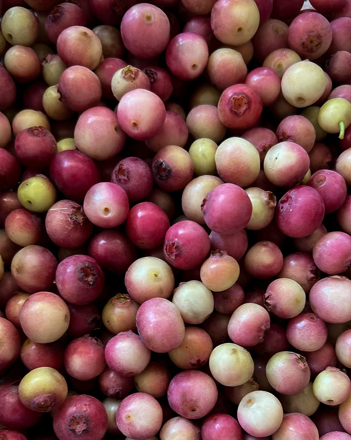 Close-up of a large pile of pink, white, and yellow berries, with some showing small dark spots or blemishes.