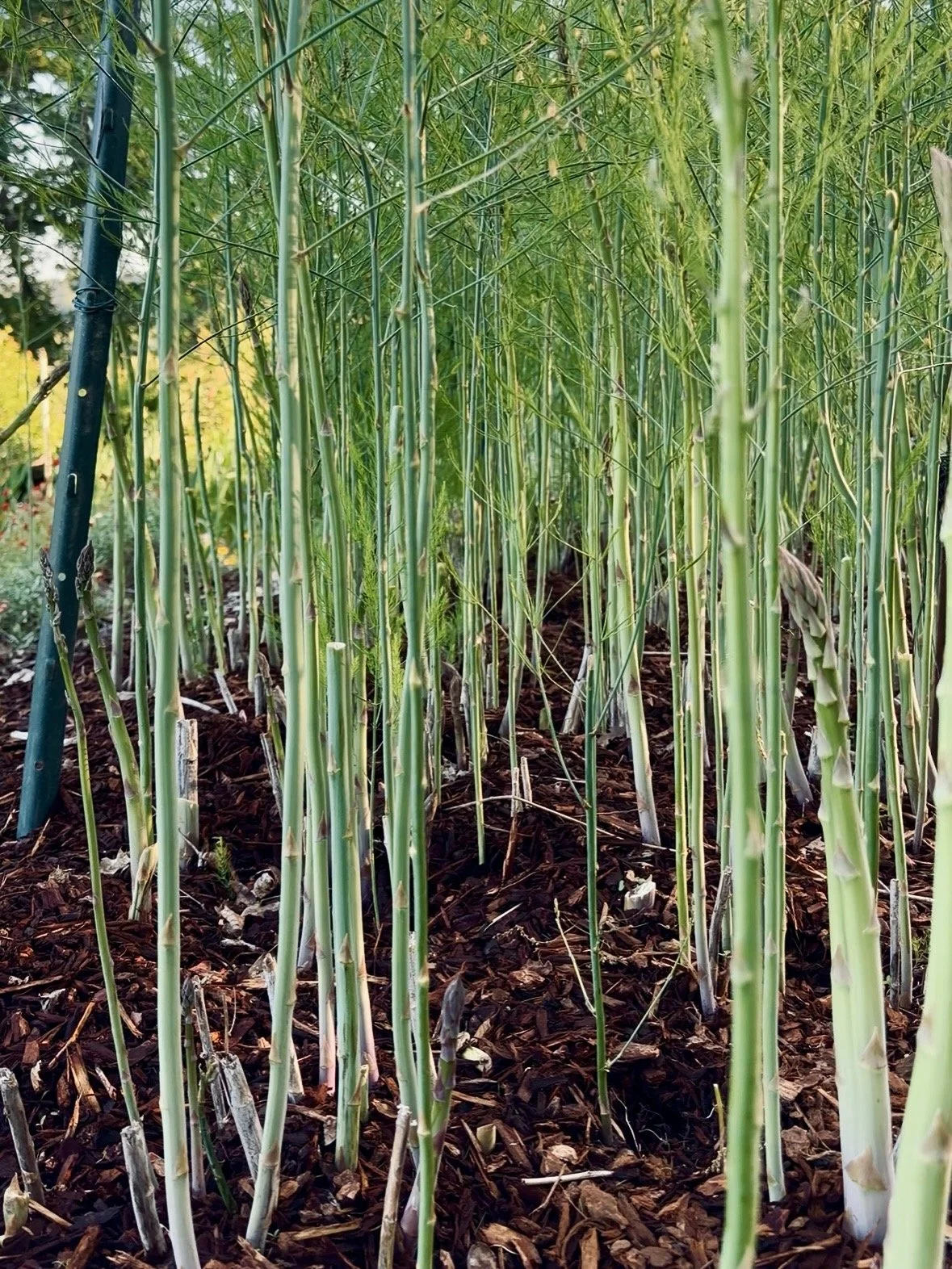 Close-up of green asparagus plants growing in a garden bed with dark mulch, supported by a metal stake on the left.