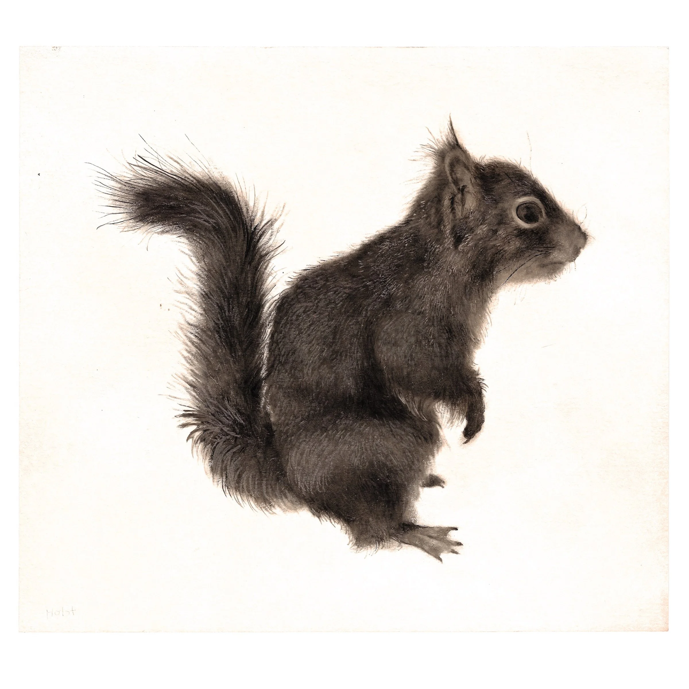 SOLD/ Squirrel / Mon Dec 15th / 9 x 10”