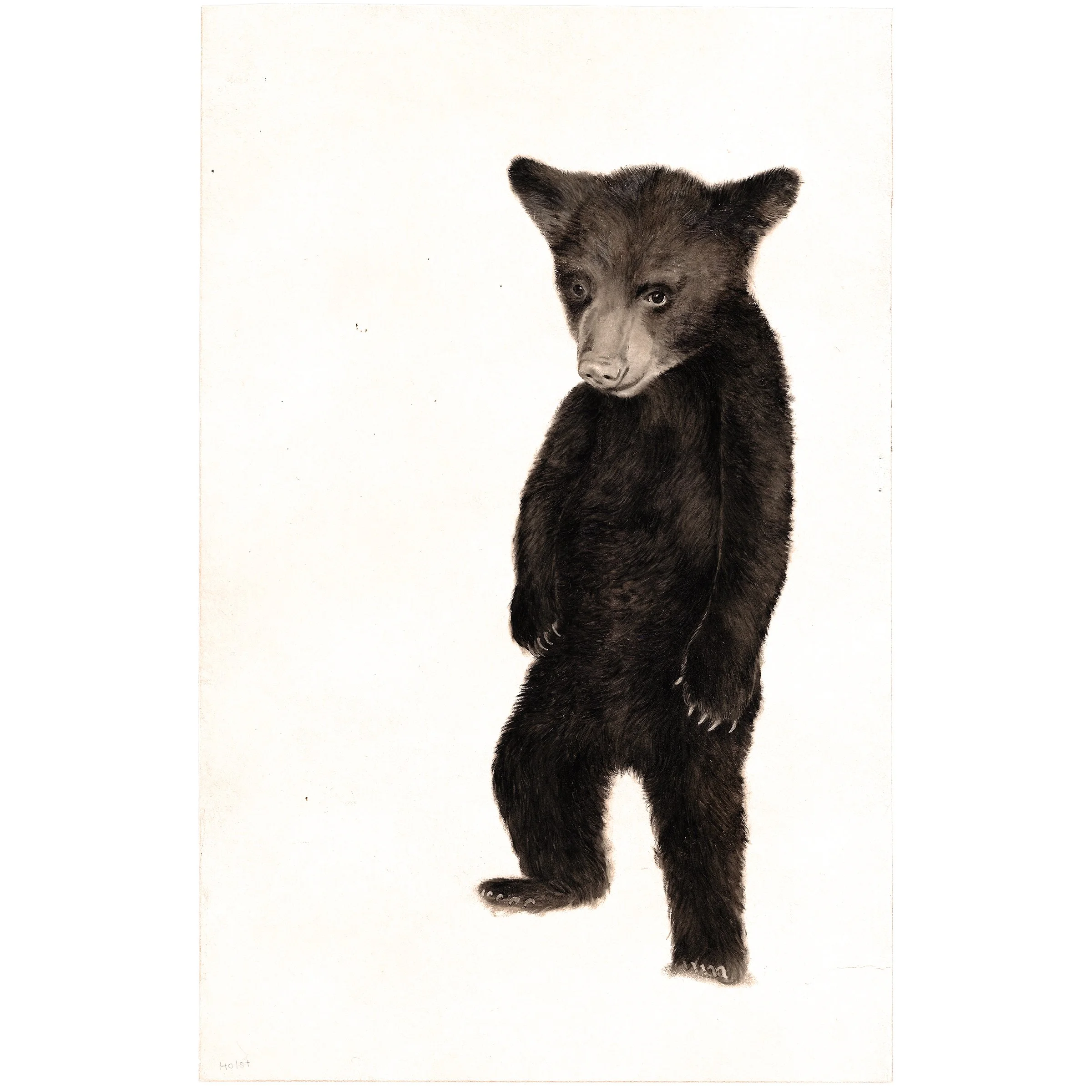 SOLD / Little Cub / Sun Dec 14th / 14 x 9" 