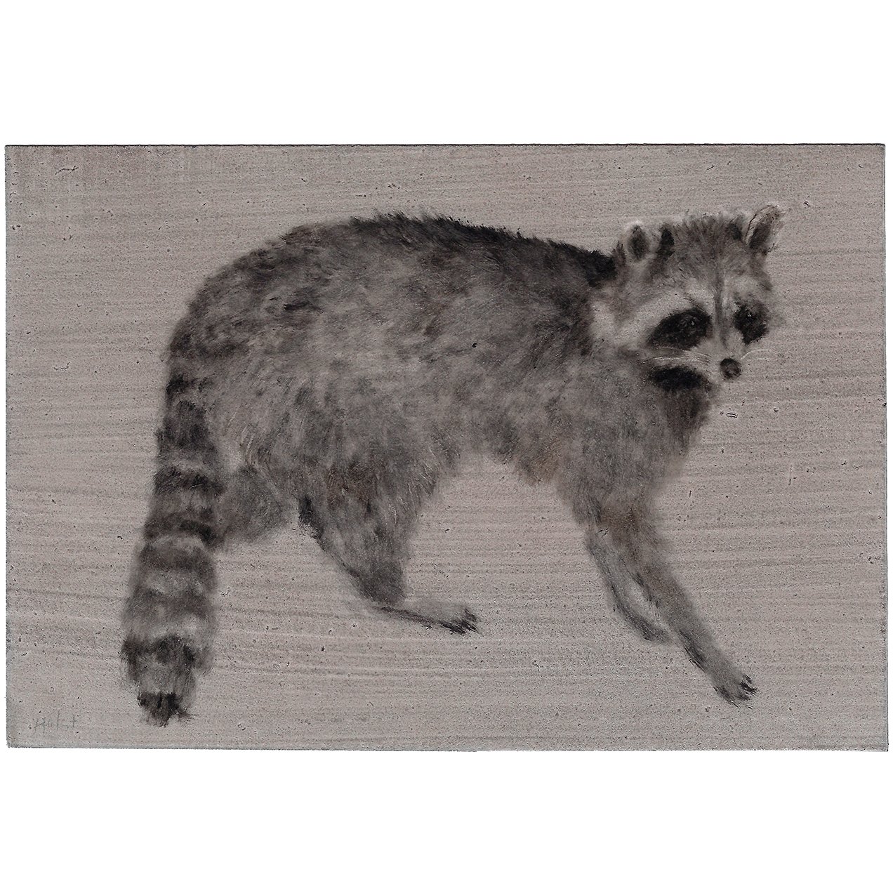 SOLD / Raccoon / Tue Dec 23rd / 4.25 x 6.25” 