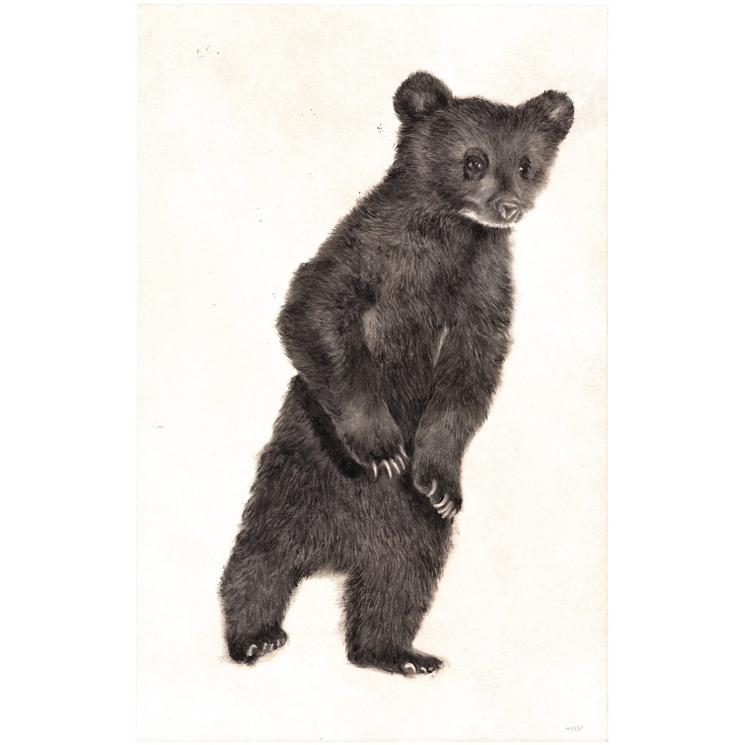 SOLD / Boo Boo / Sat Dec 6th / 14 x 9" 