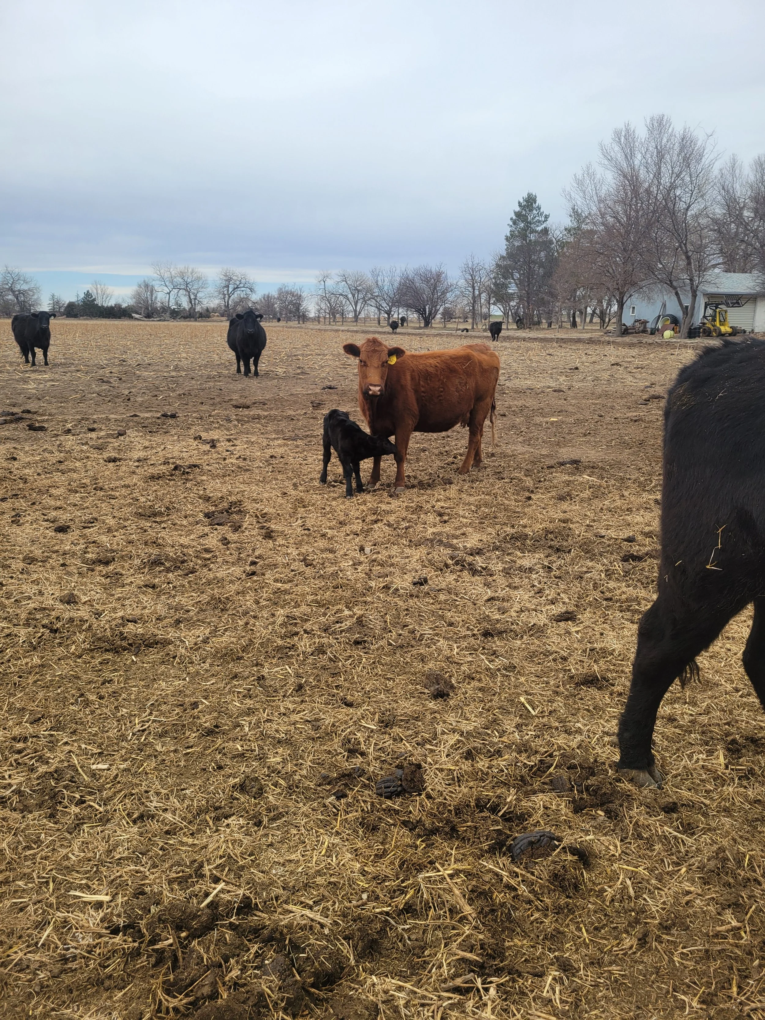 Farming scene with cows and a calf in a field, some buildings, and trees in the background during overcast weather.