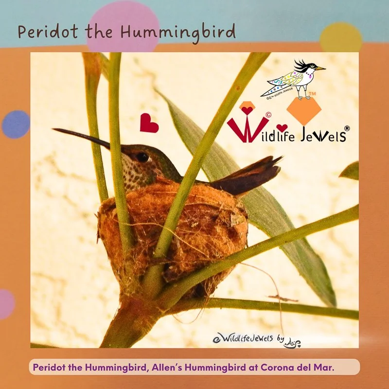 Wildlife Jewels Hummingb ird-2.jpg