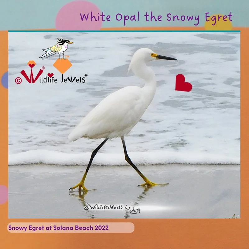 Wildlife Jewels White Opal-7.jpg