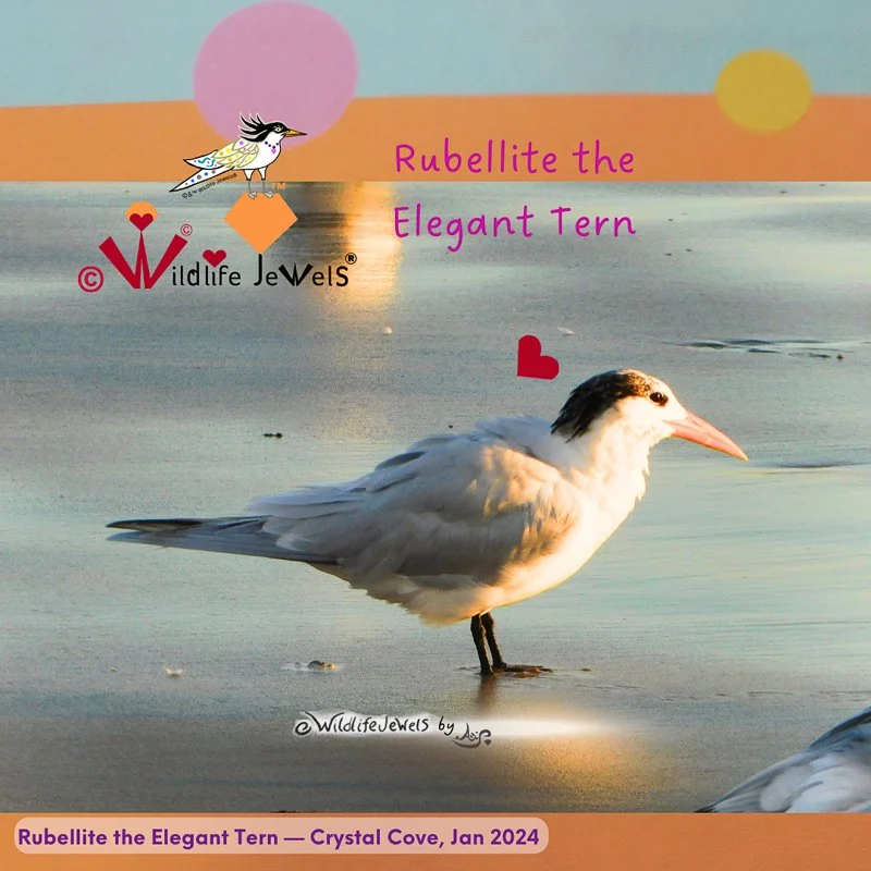 Wildlife Jewels PW-28.jpg