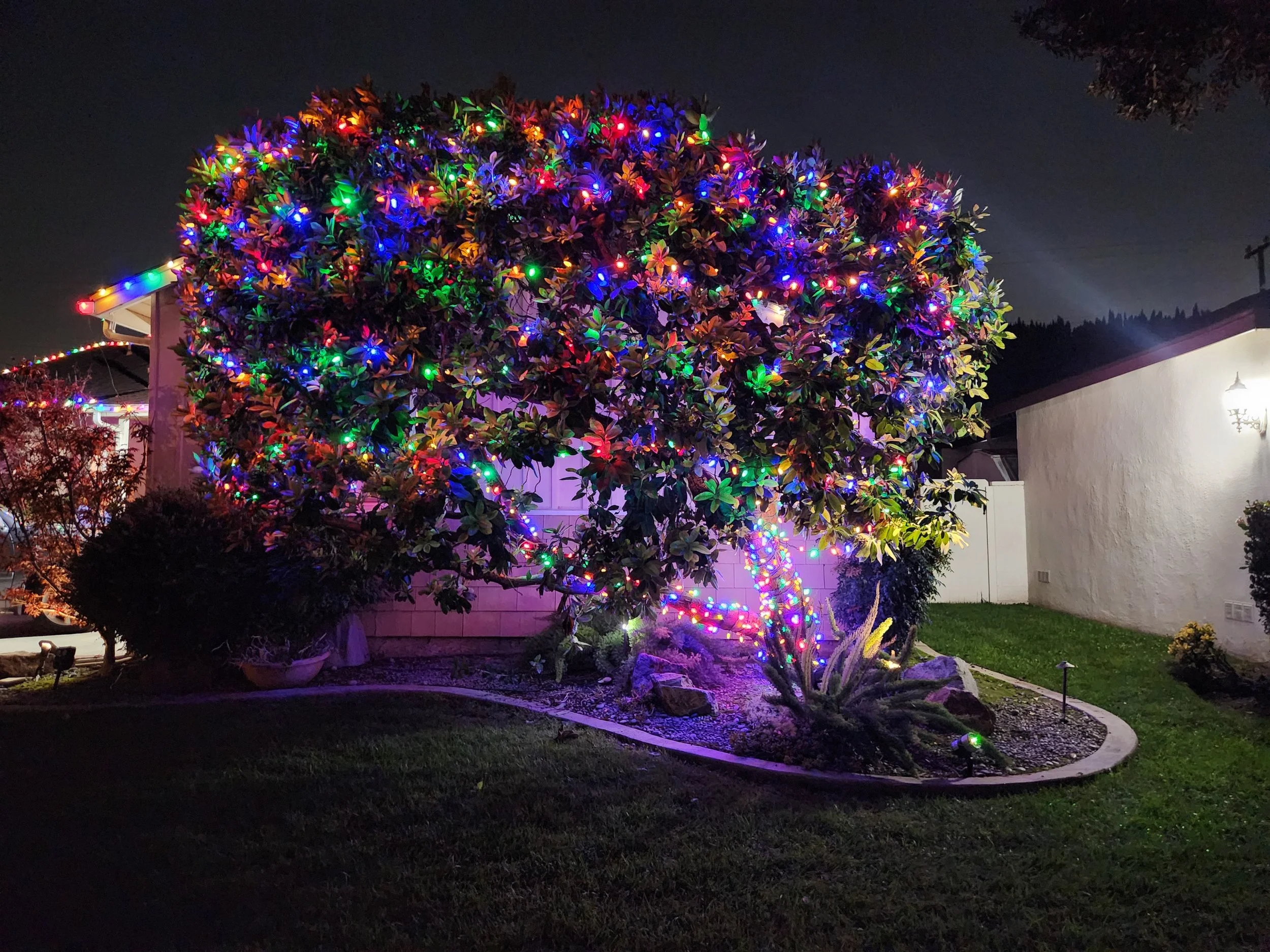 Multi-Color Bush.jpg