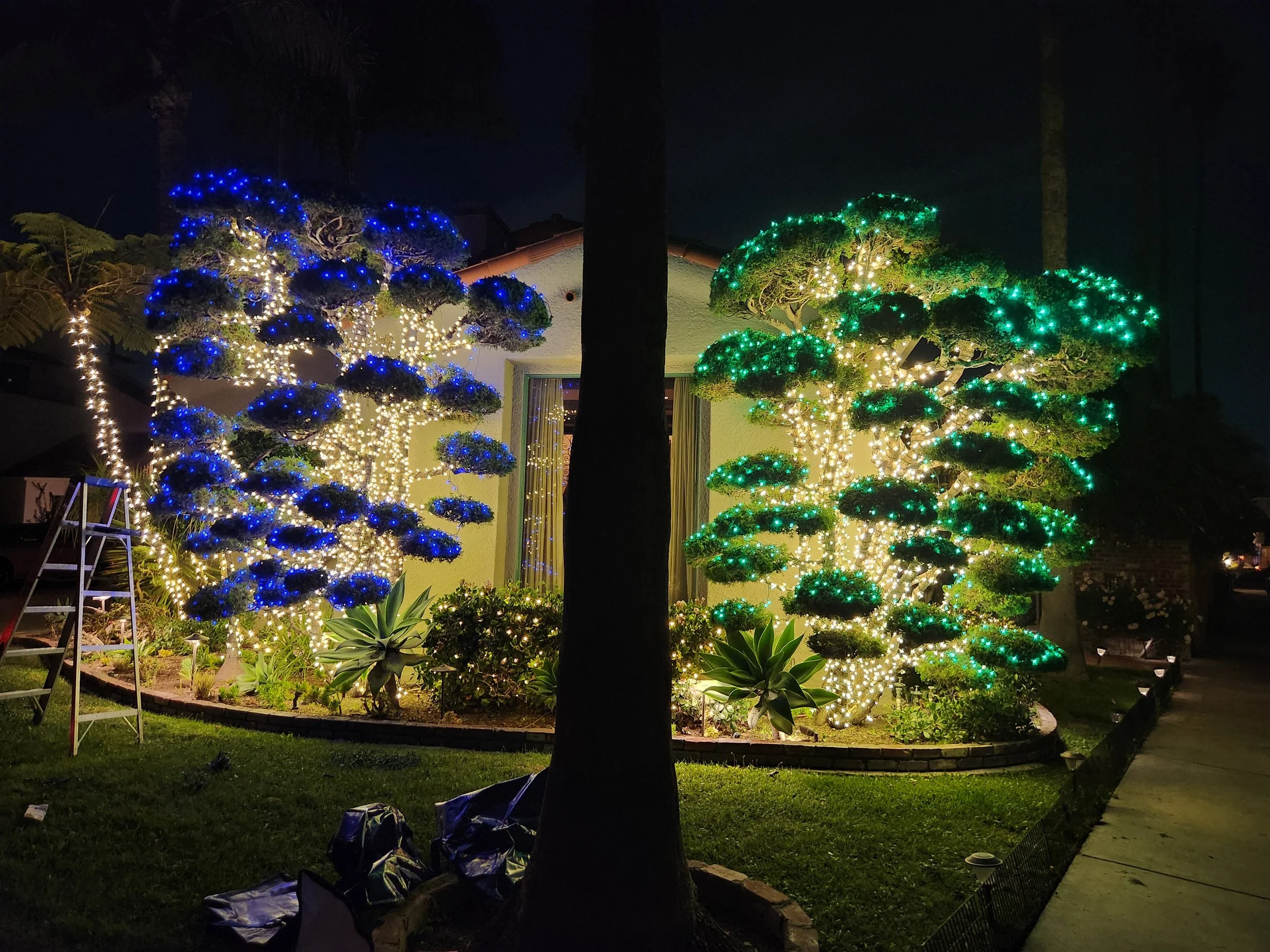 Bonsai Close - up.jpg