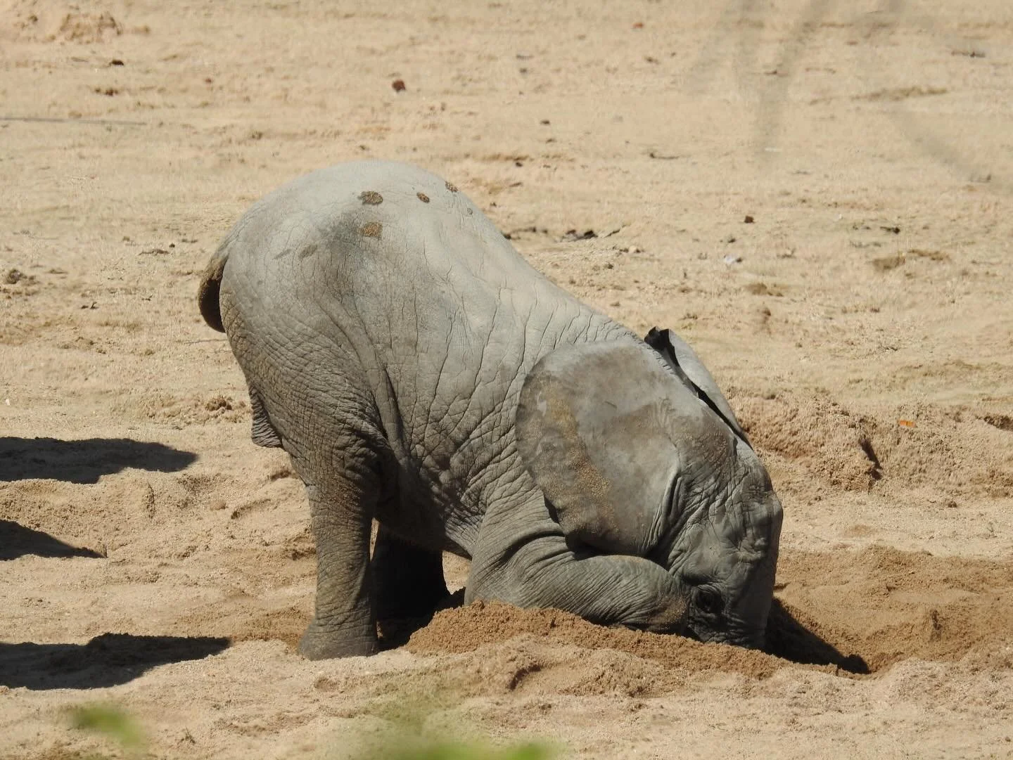 Africa has shaped my career and my heart 🦒

After years of working in the travel industry, I saw a gap in the market. Incredible African lodges with no real representation in Australia and New Zealand.

Africa Down Under exists to bridge that gap, t