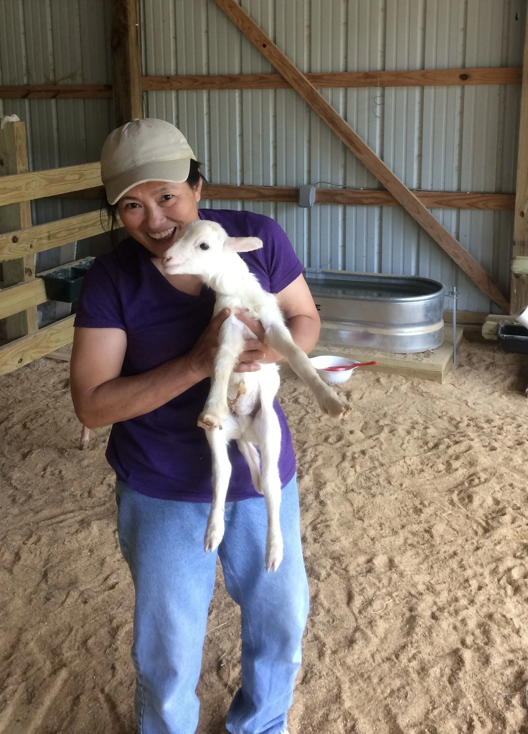 A woman in a beige cap and purple shirt holding a young white goat inside a barn with sandy floor and wood and metal walls.