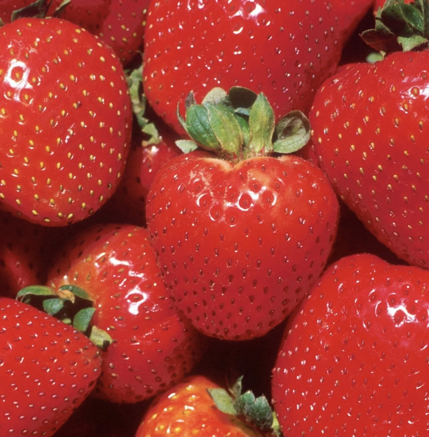 Close-up of ripe red strawberries with green leaves.