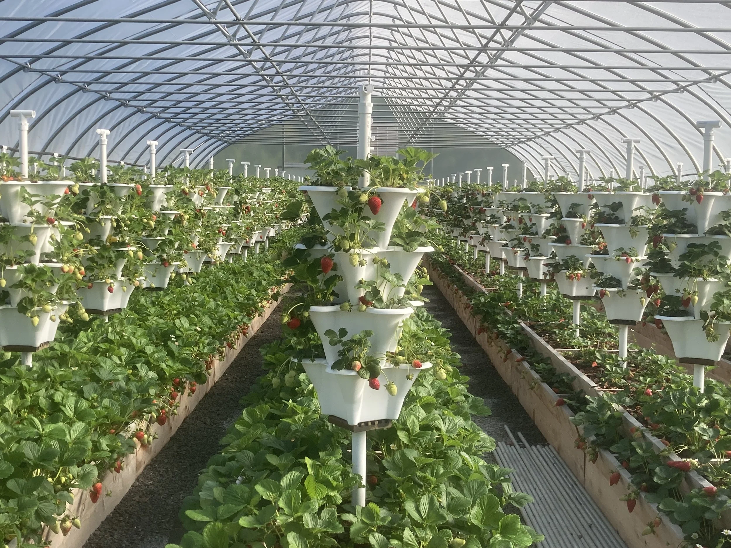 Inside a greenhouse filled with strawberry plants growing in raised cedar beds and stacked pots.