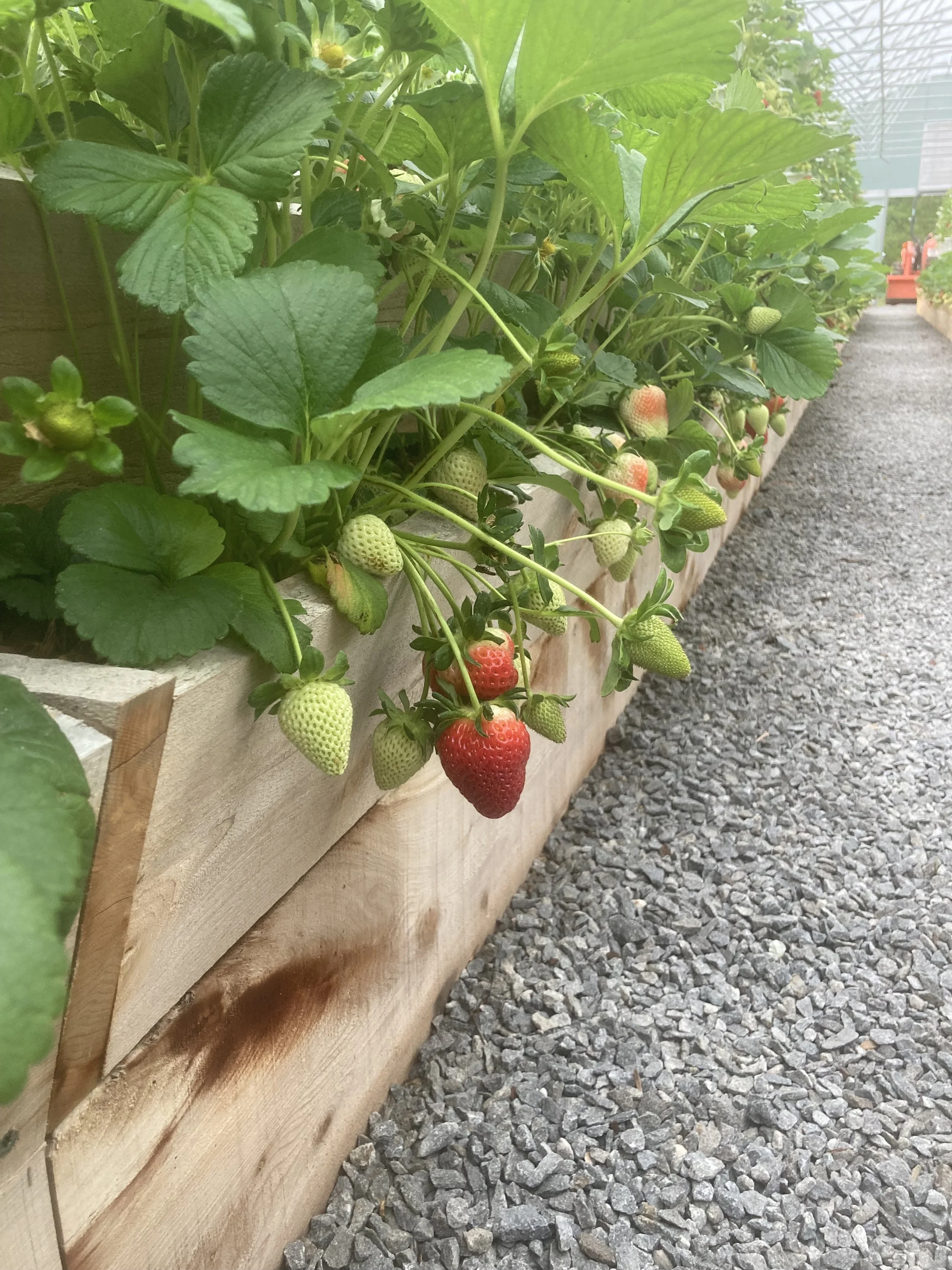 Strawberry plants dangling from a wooden cedar raised bed in a greenhouse.