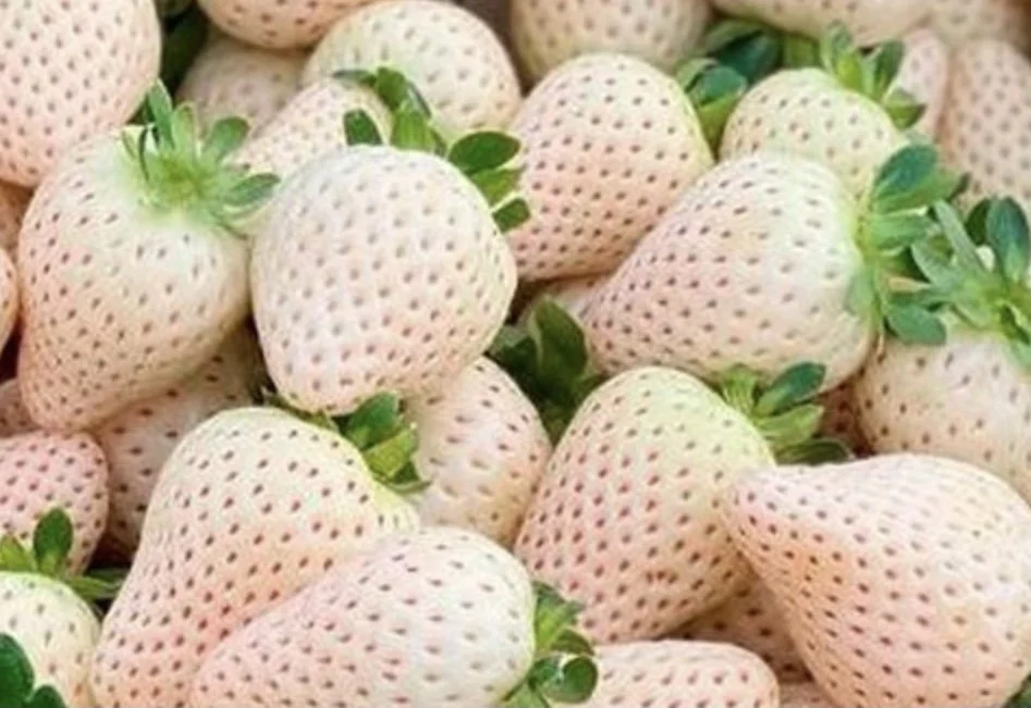 A close-up of white strawberries.