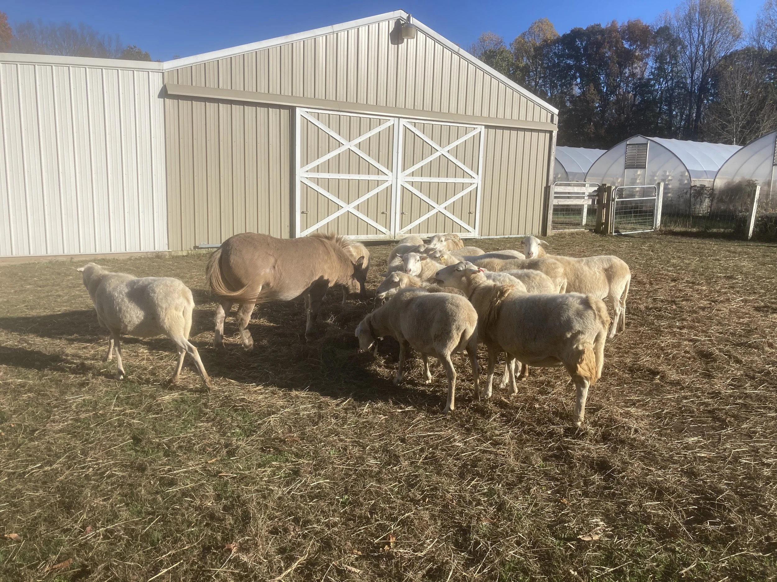A group of sheep and a donkey in a farmyard, with a large metal barn, greenhouses, and a wooded hillside in the background.
