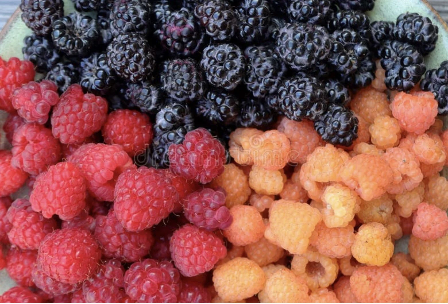 Close-up of red, yellow and black raspberries.