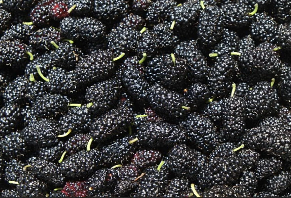Close-up of mulberries.