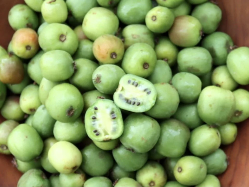 Hardy kiwi fruit.