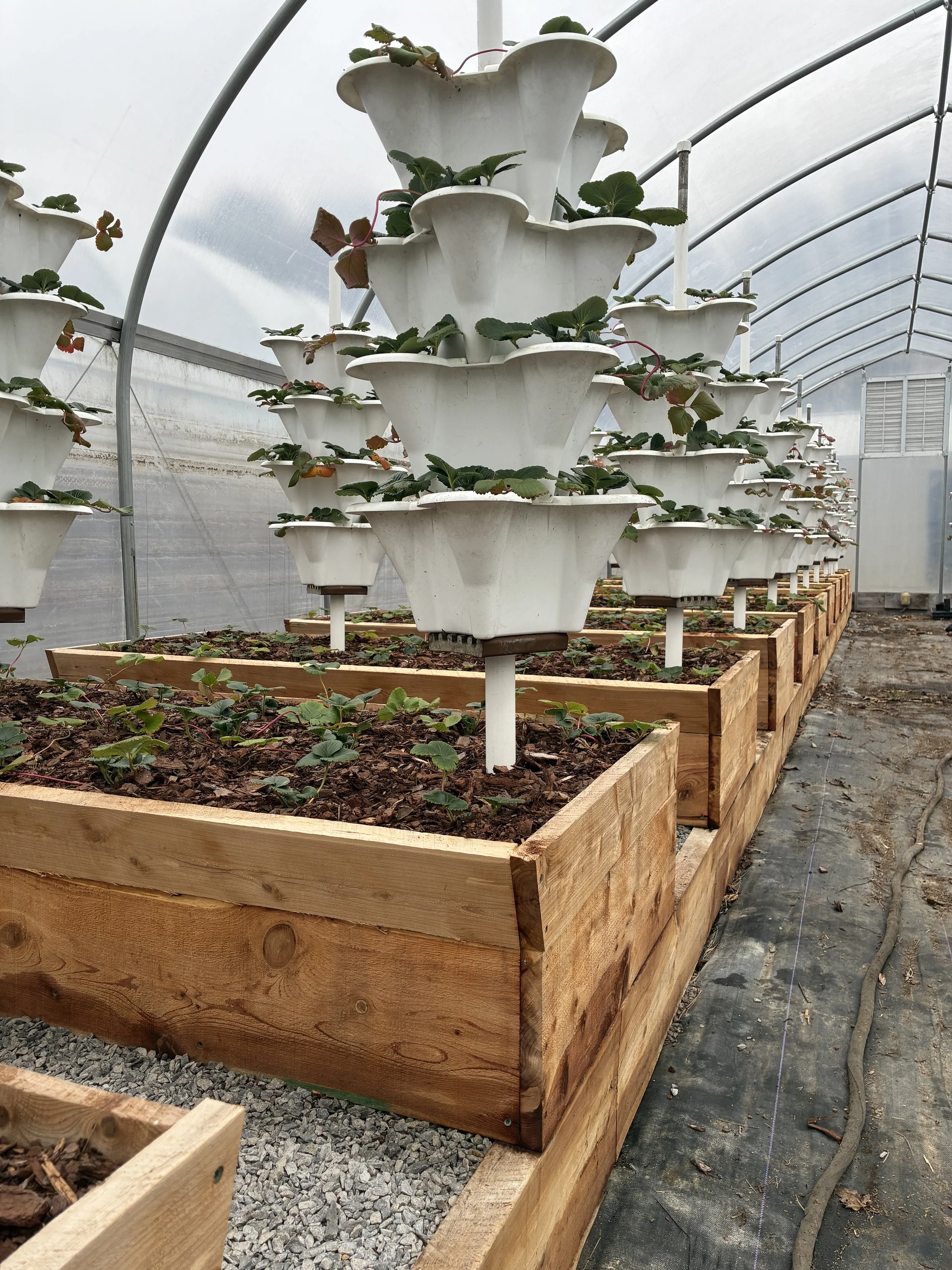 Inside a greenhouse, a wooden cedar raised planting bed filled with compost with strawberry plants. Above the bed, white stacked planters with strawberry plants growing in them.