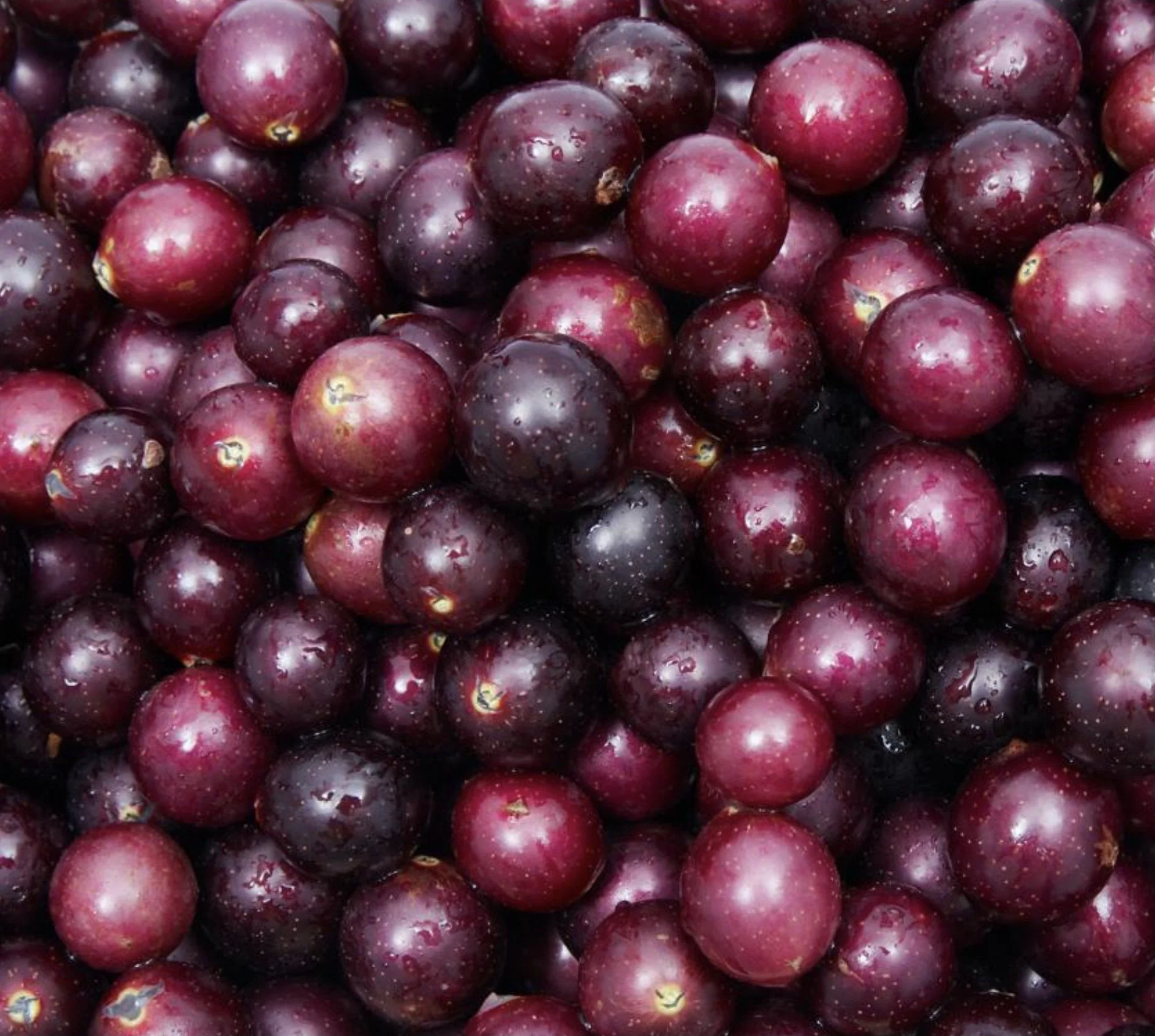 A close-up of red and black muscadines.