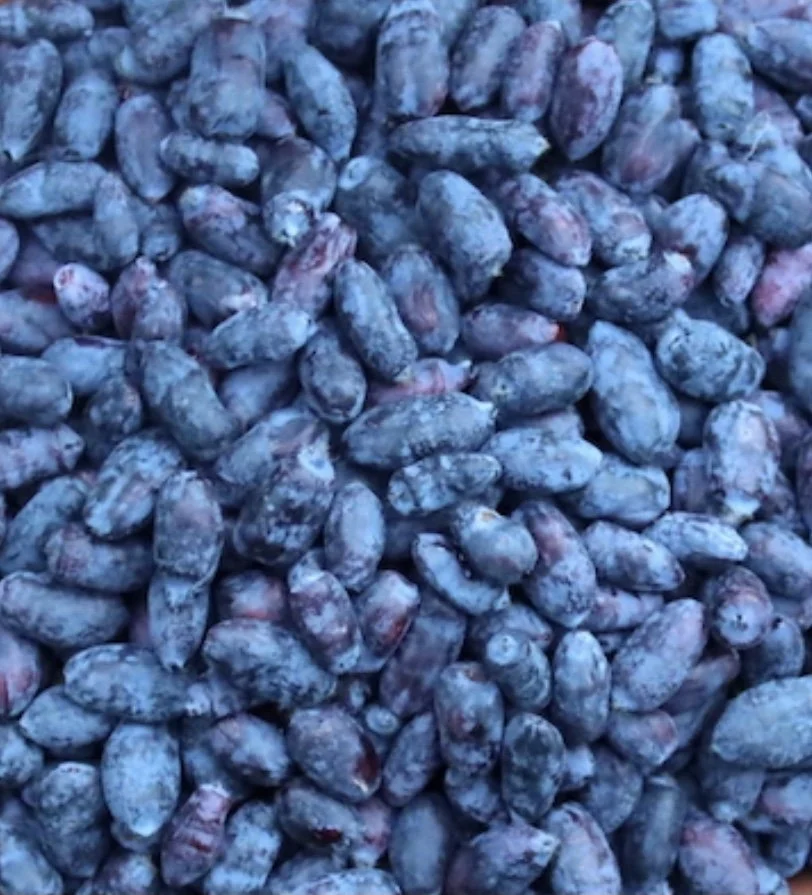 A close-up of honeyberries / haskaps.