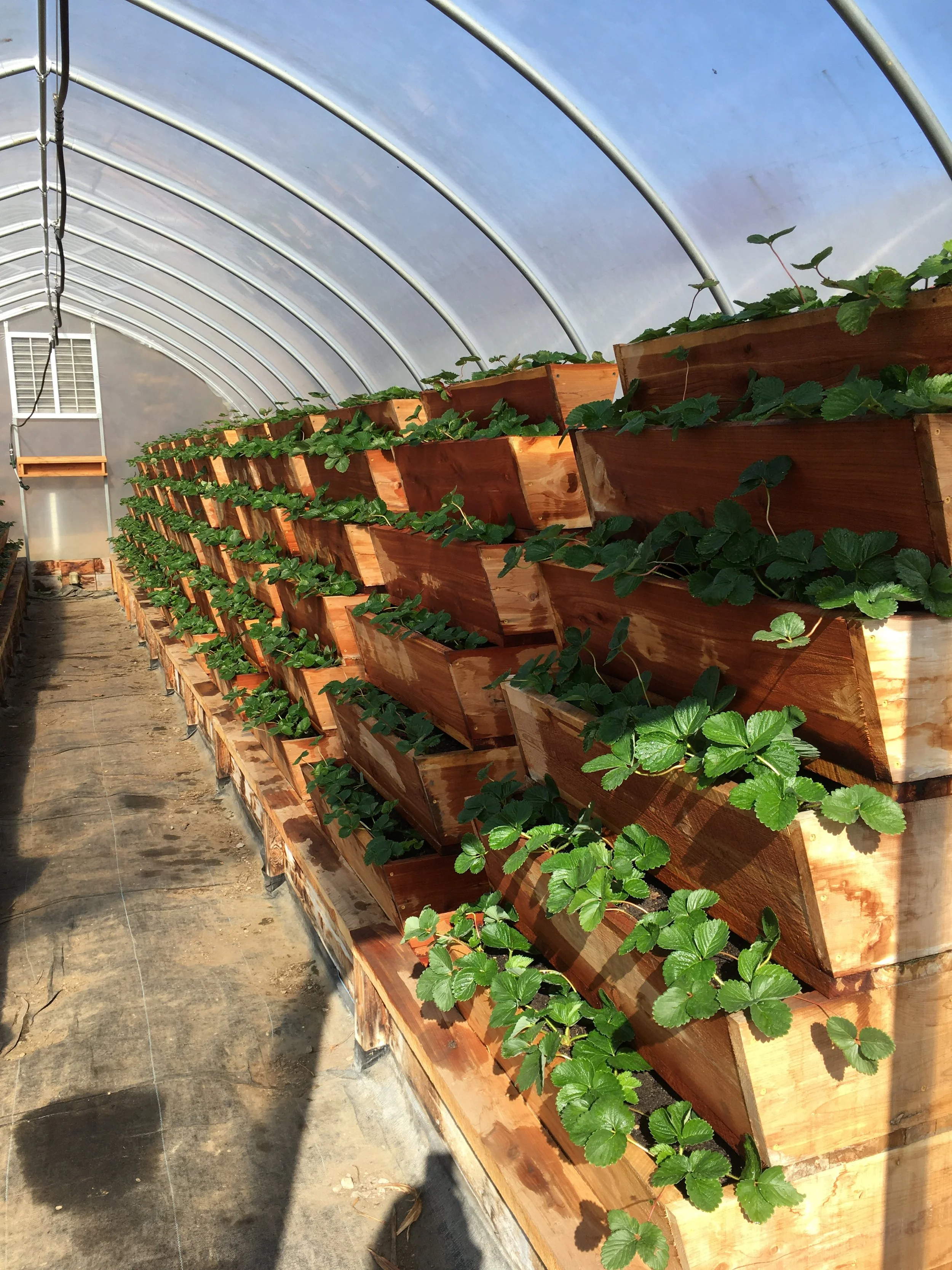 Strawberry plants growing in wooden stacked planter boxes inside a greenhouse.