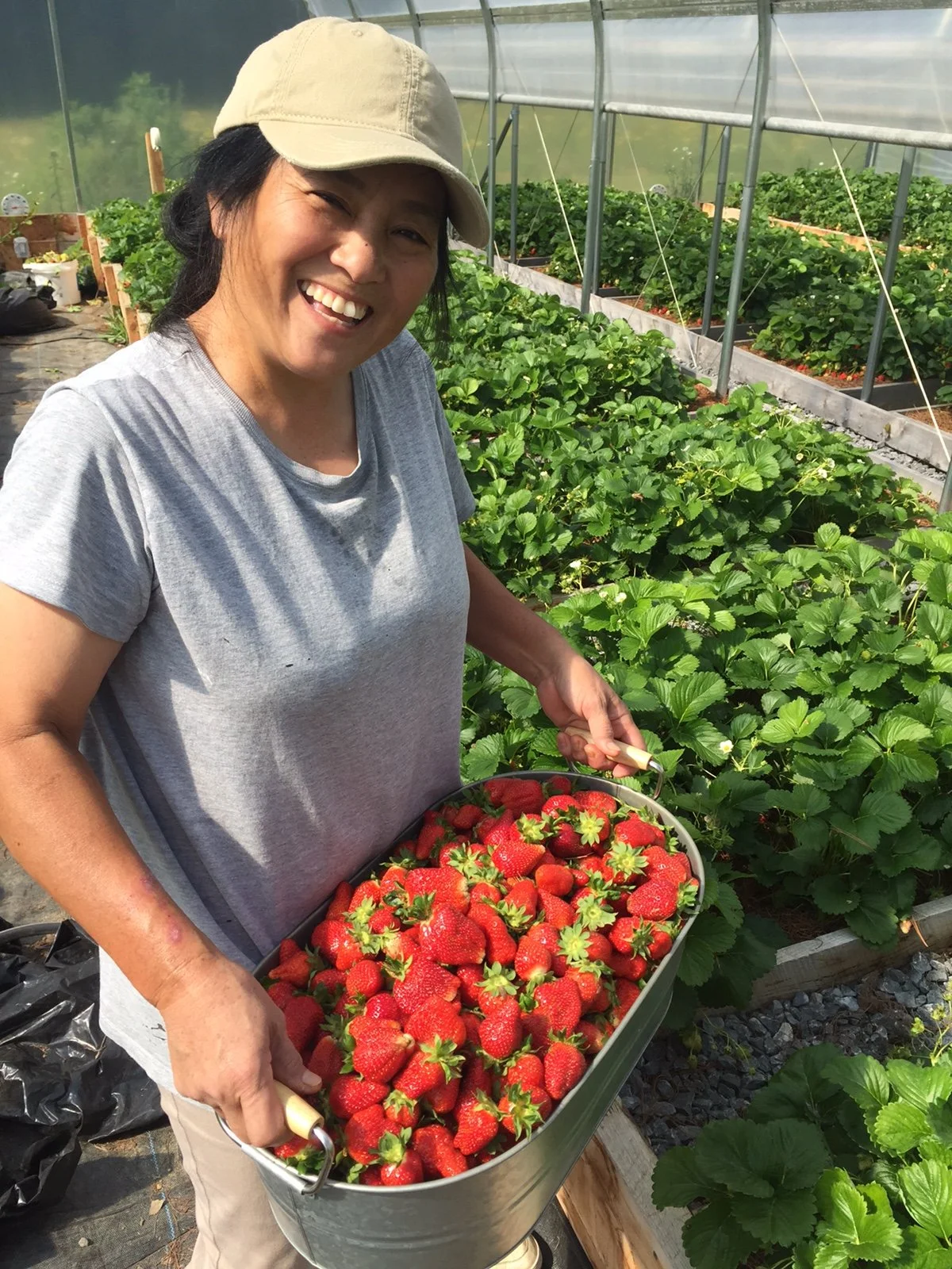 A woman smiling and holding a large container of fresh strawberries inside a greenhouse with rows of green strawberry plants.