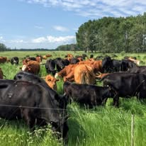 Herd of black and brown cattle grazing in a lush green pasture beneath a partly cloudy sky