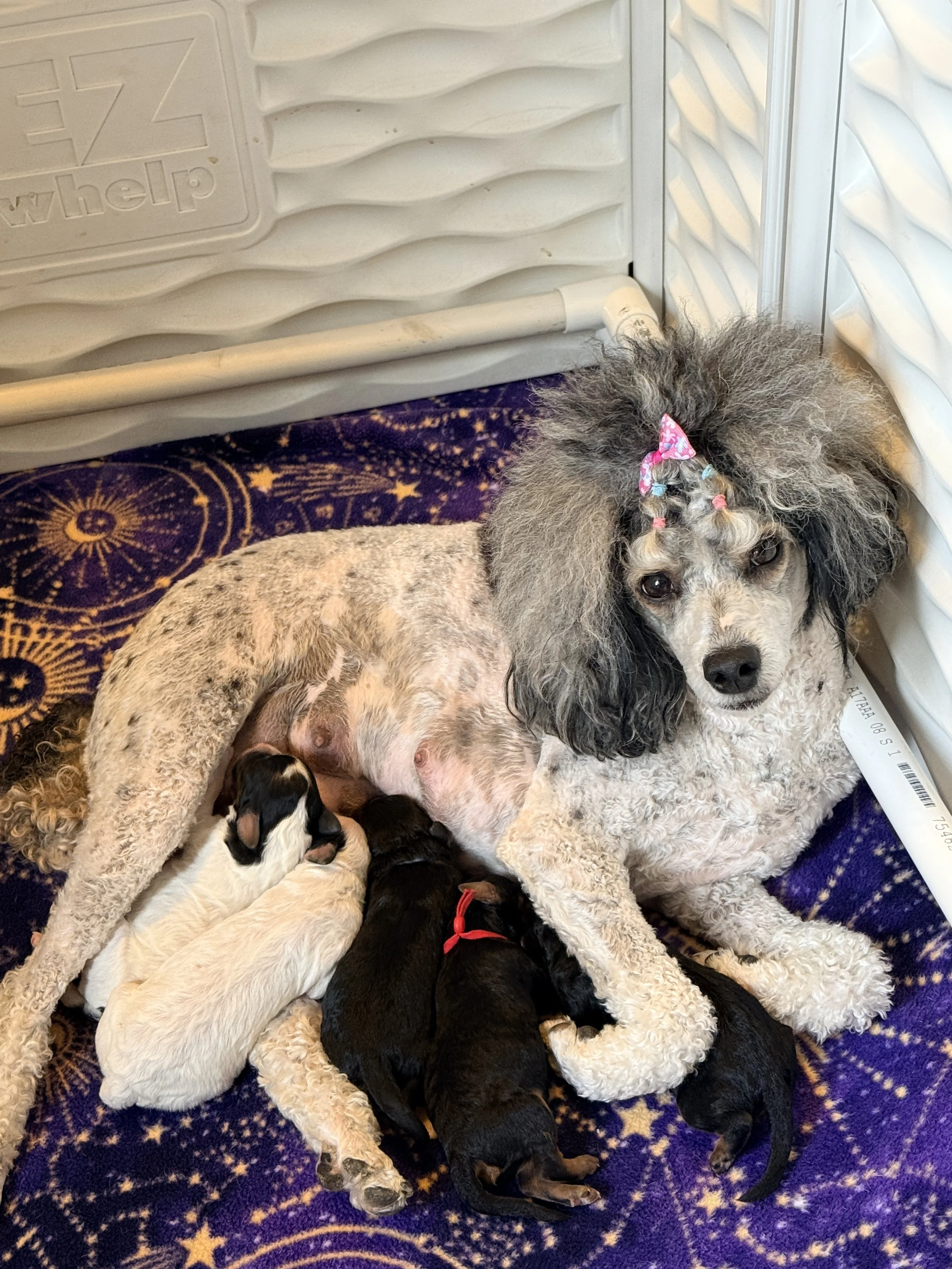 Lark and puppies Day 1