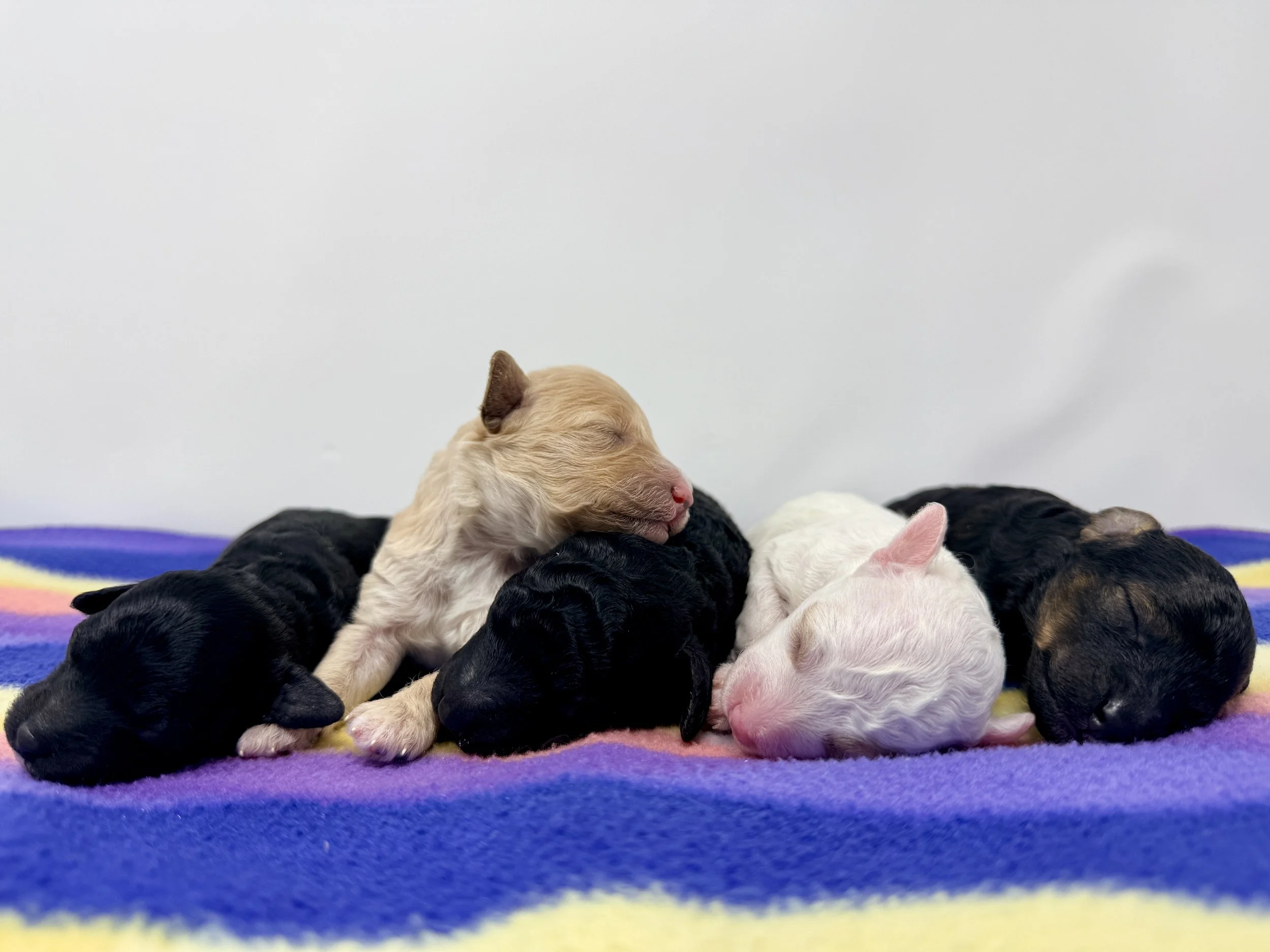 Monroe Group Puppy pic Day 6.jpg