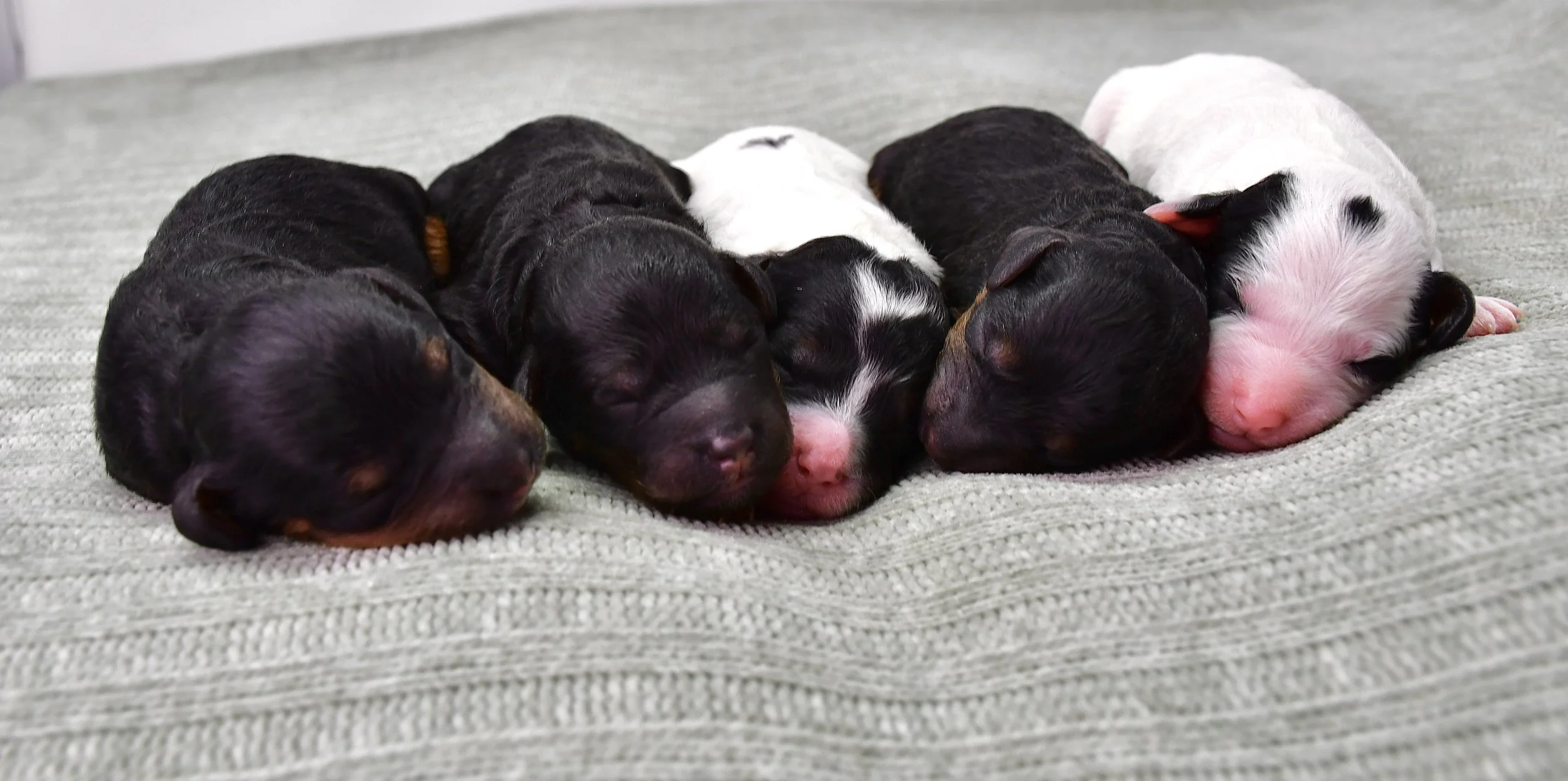 Forest Themed Litter