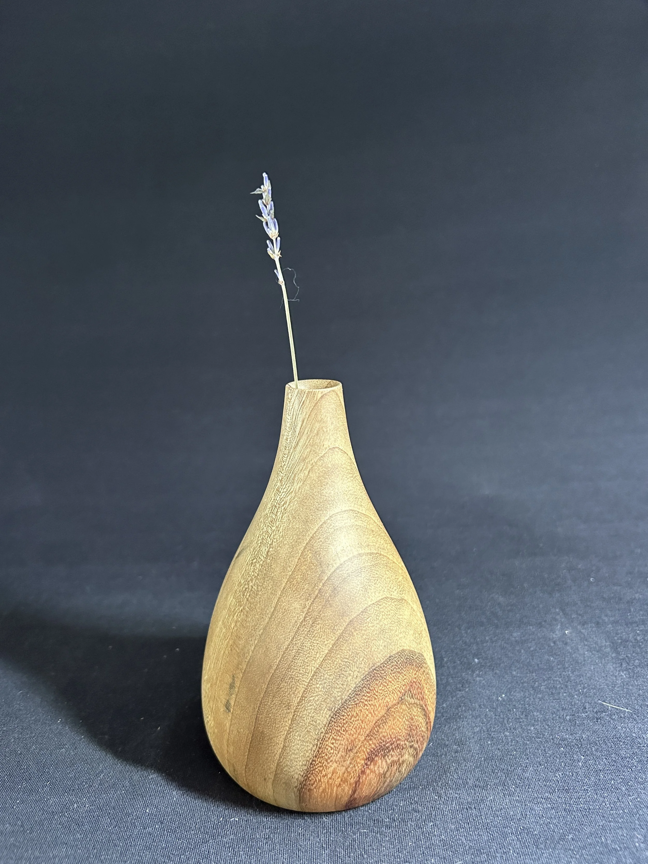 Camphor Laurel bud vase