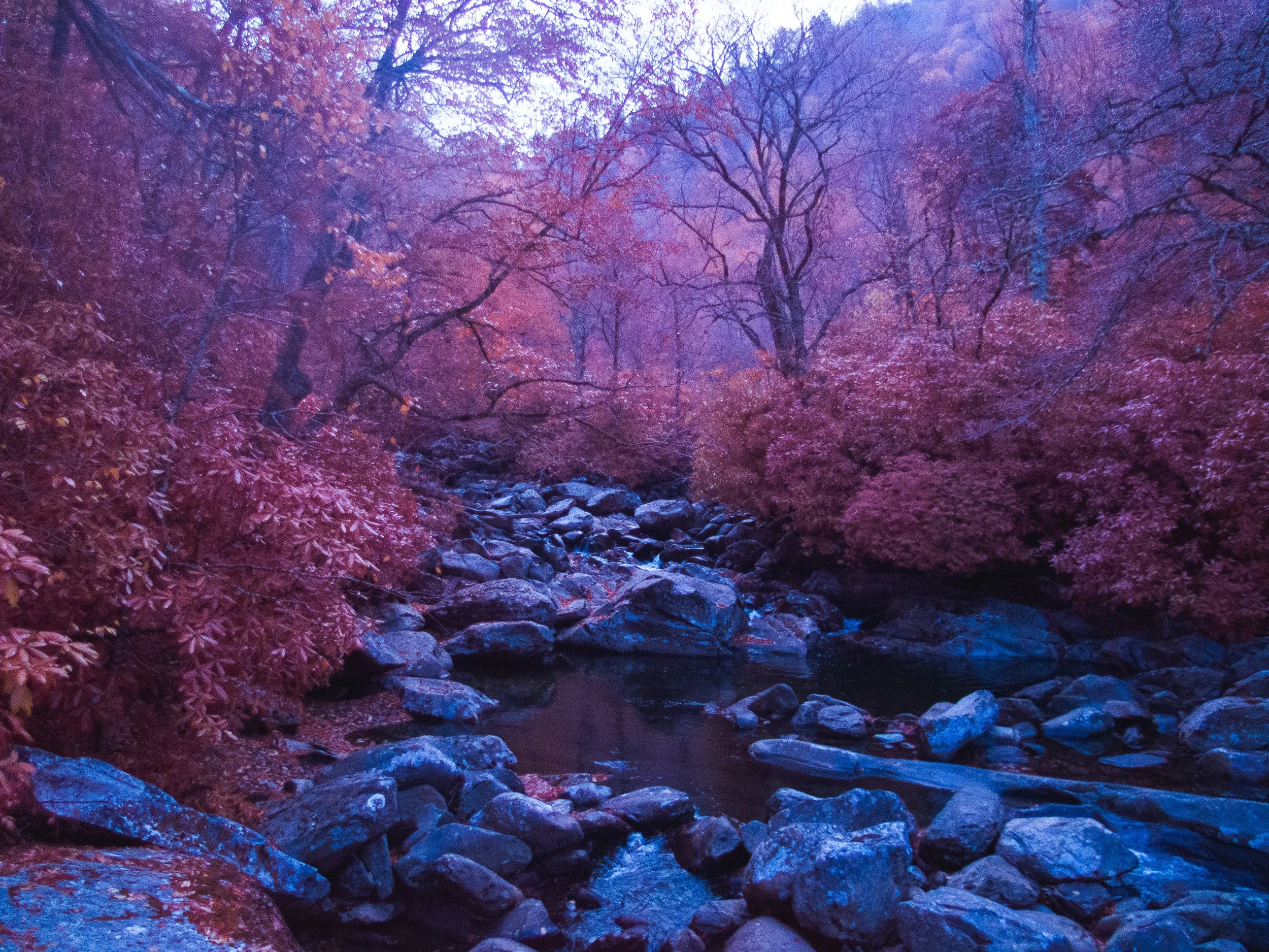 Smokies_Aerochrome-6.jpg