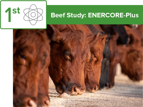 026: First beef research study with ENERCORE-Plus image